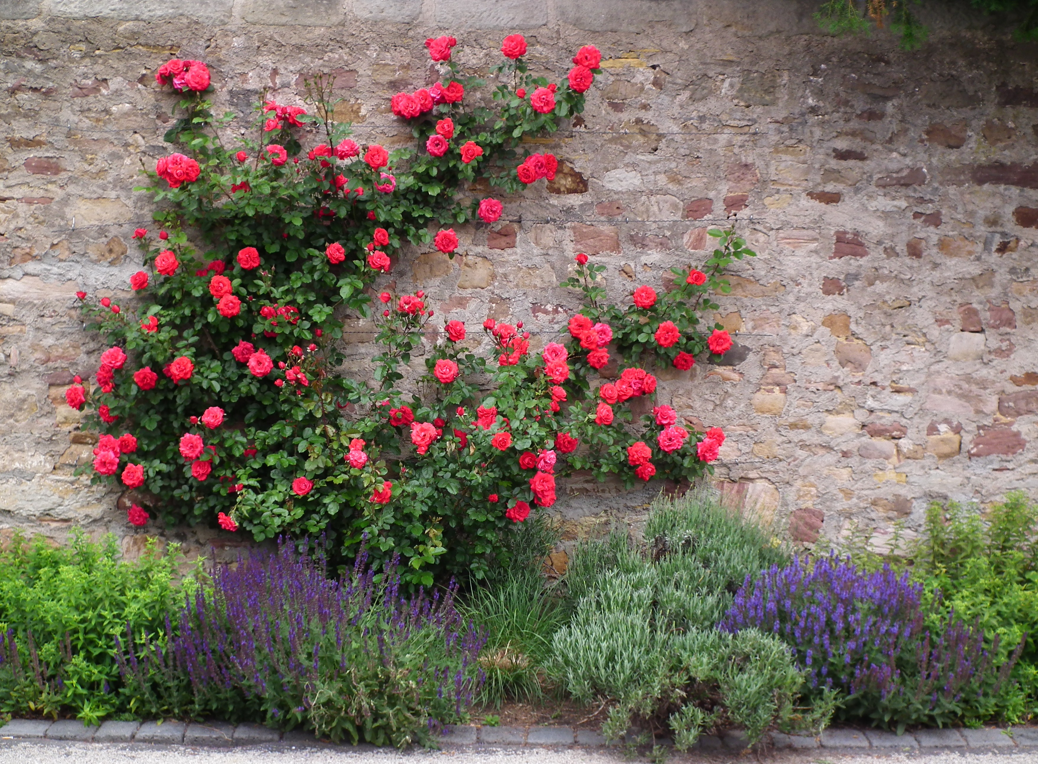 Fulda Kletterrosen und Lavendel Juni 2012