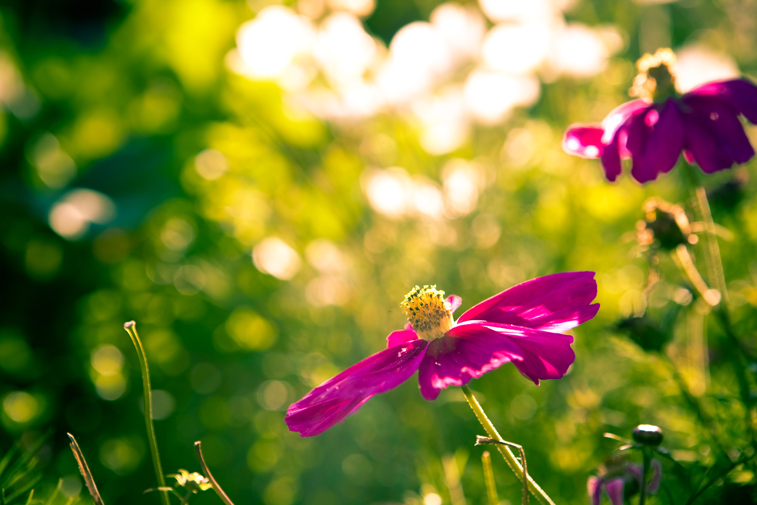 Full of fresh vitality (2864879525)
