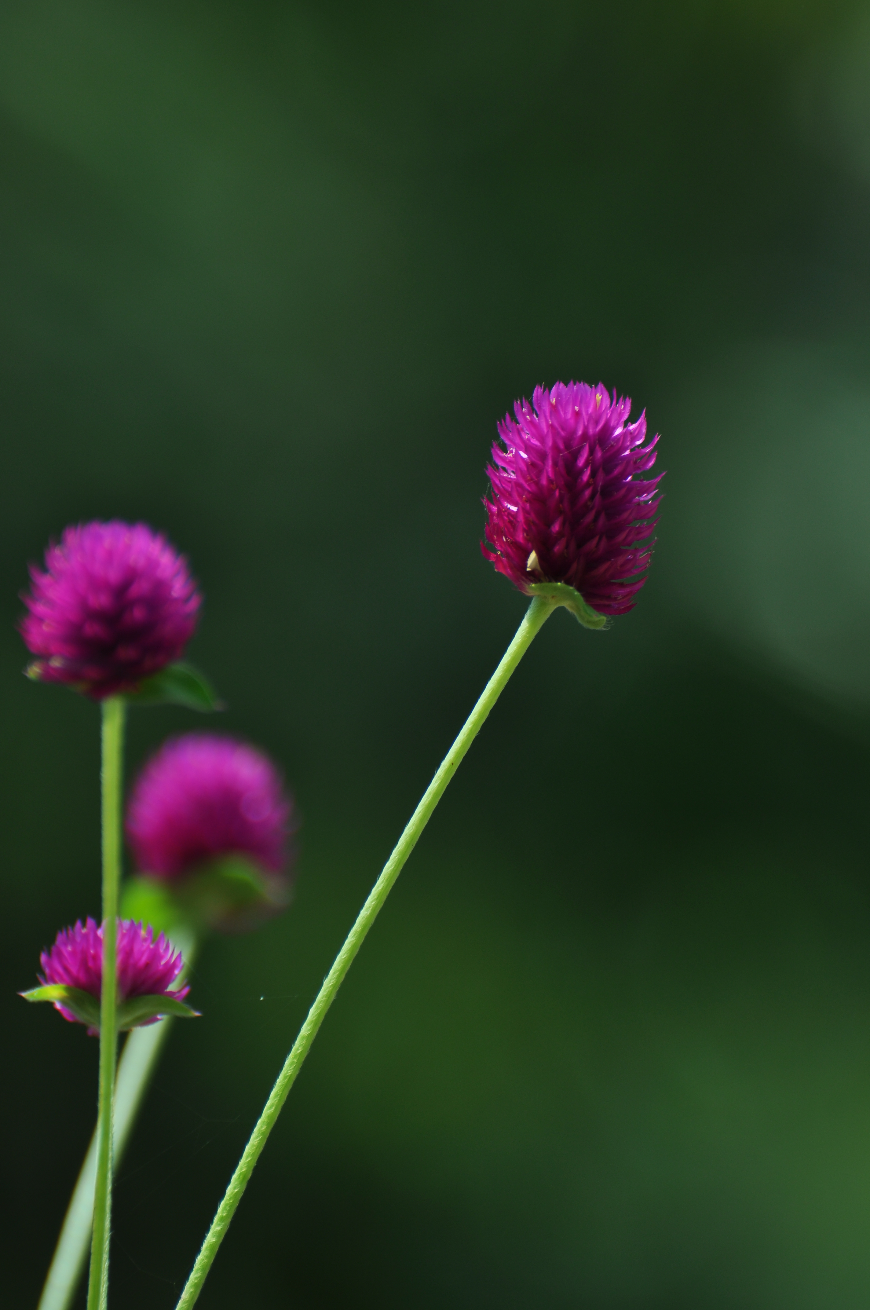 G omphrena globosa