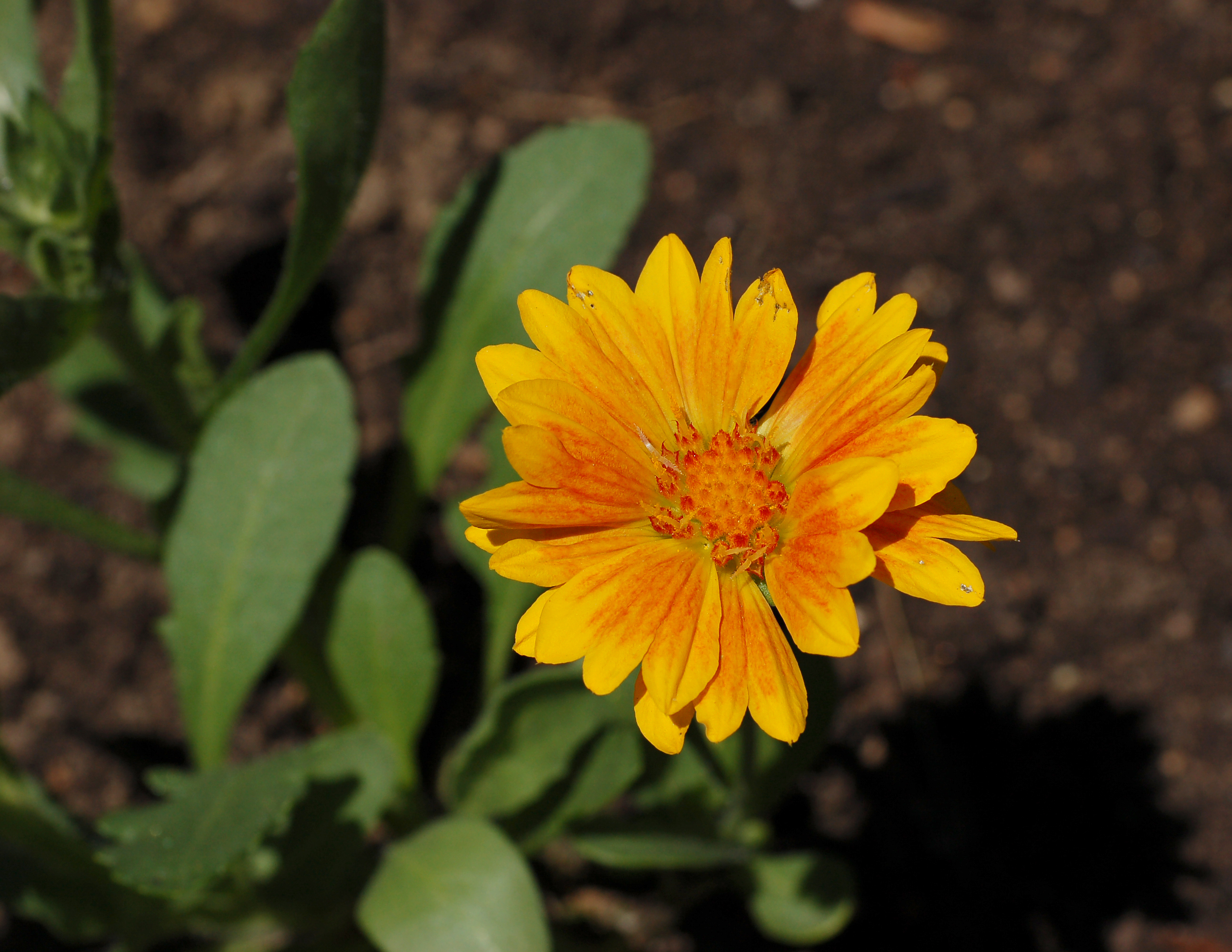 Gaillardia 'Oranges and Lemons' Flower