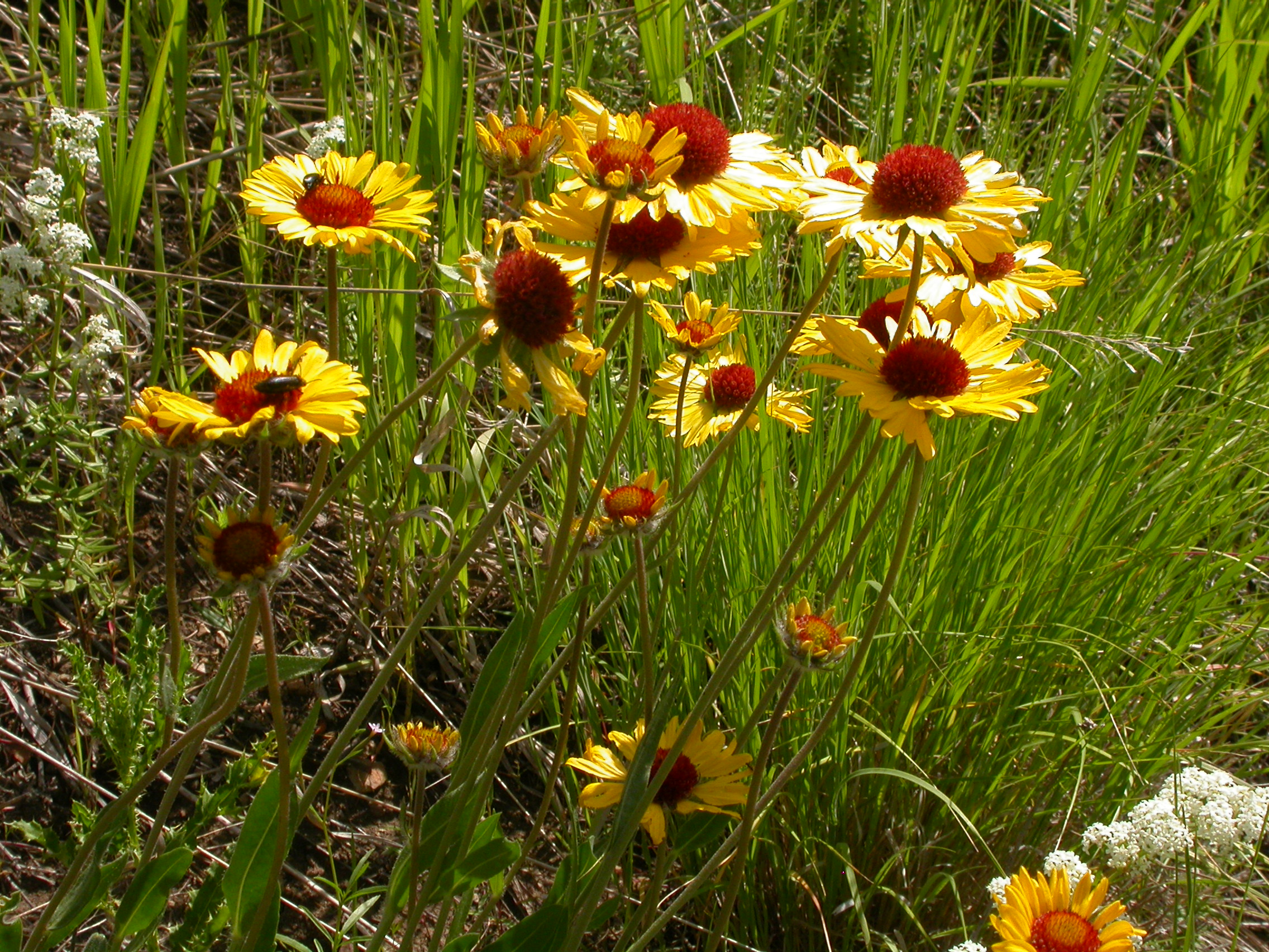 Gaillardia aristata (3750286063)