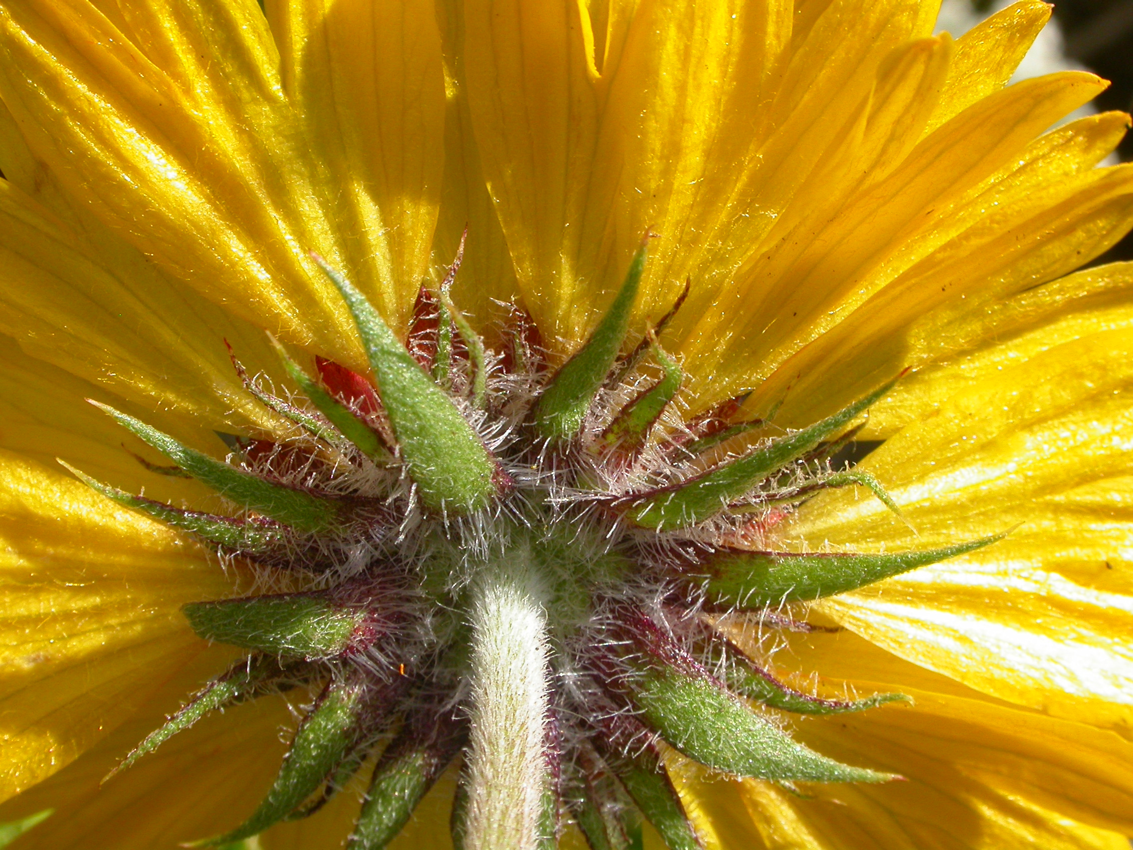 Gaillardia aristata (3751076870)