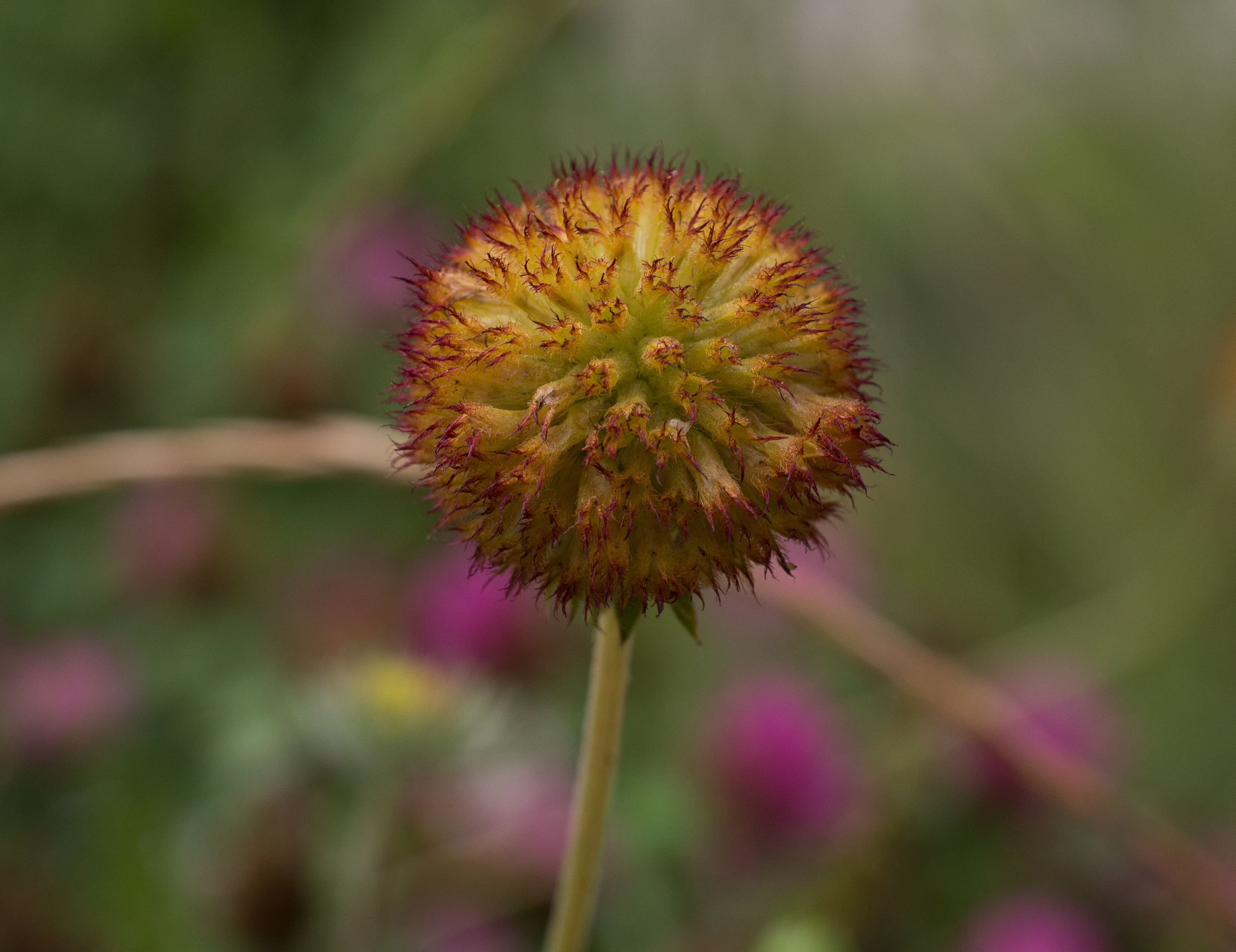 Gaillardia in Aspen (91285)