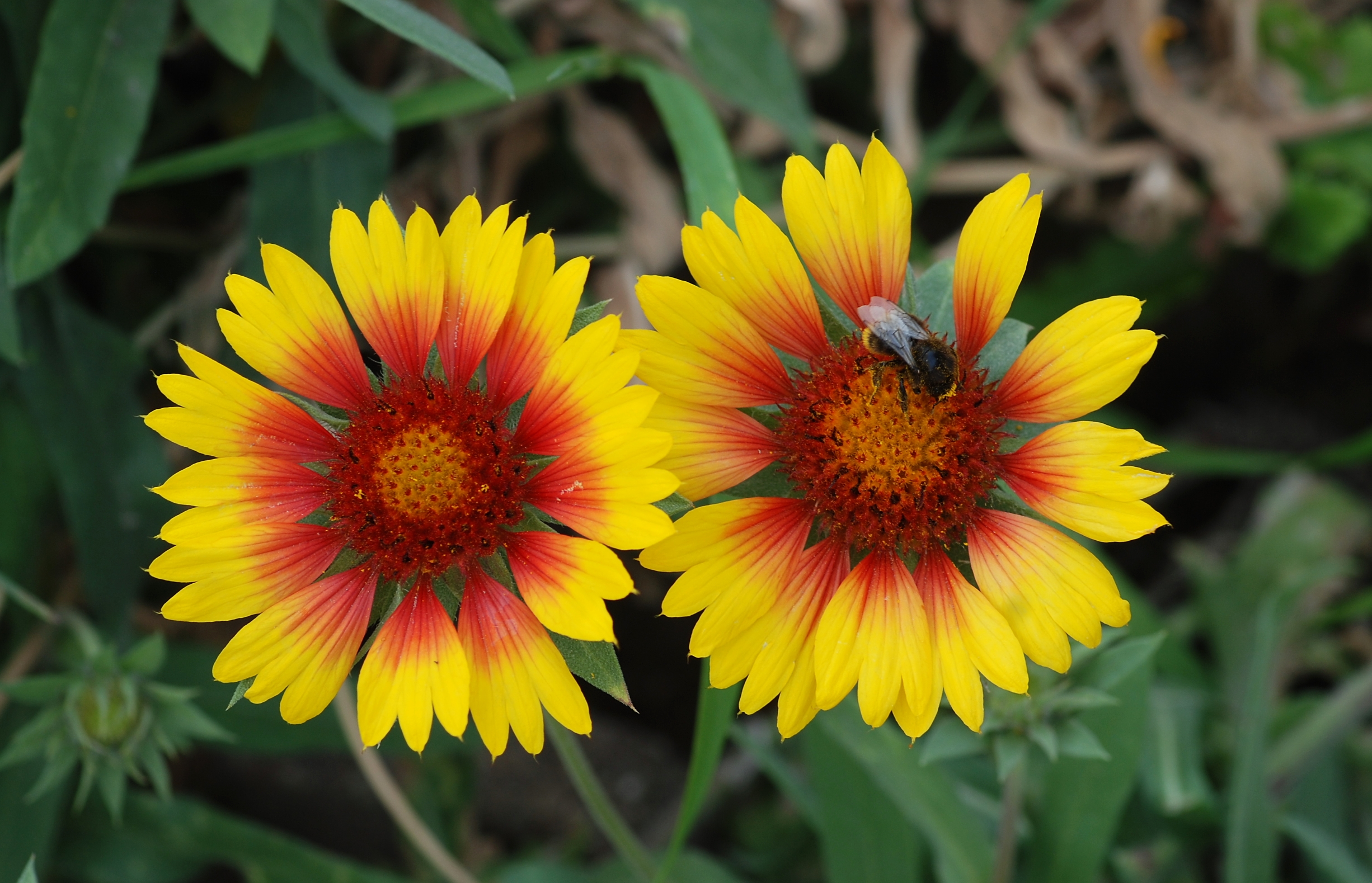 Gaillardia July 2011-2