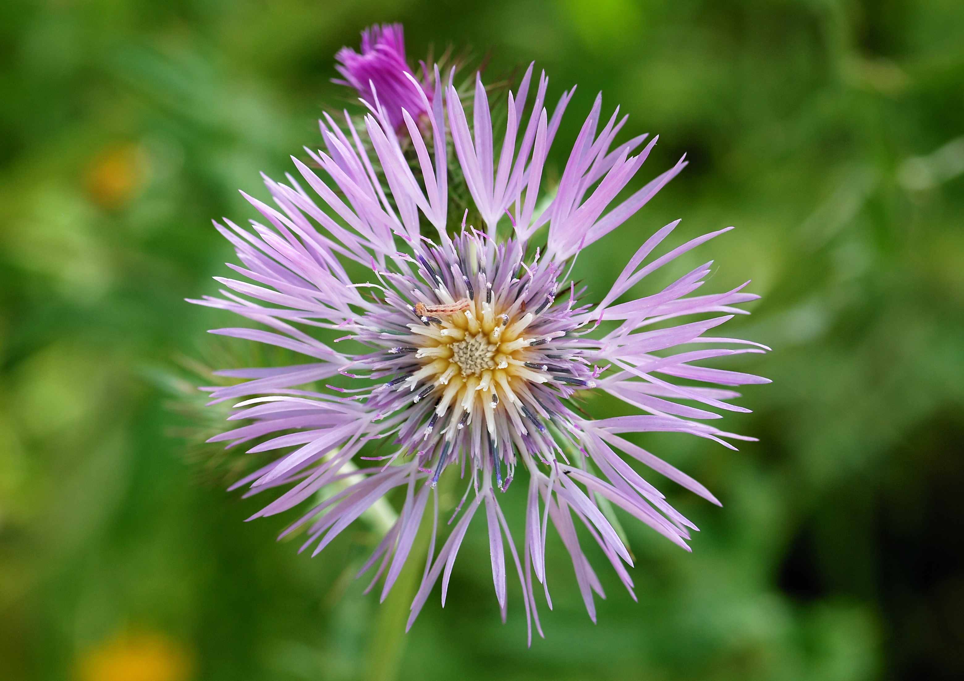 Galactites April 2010-1