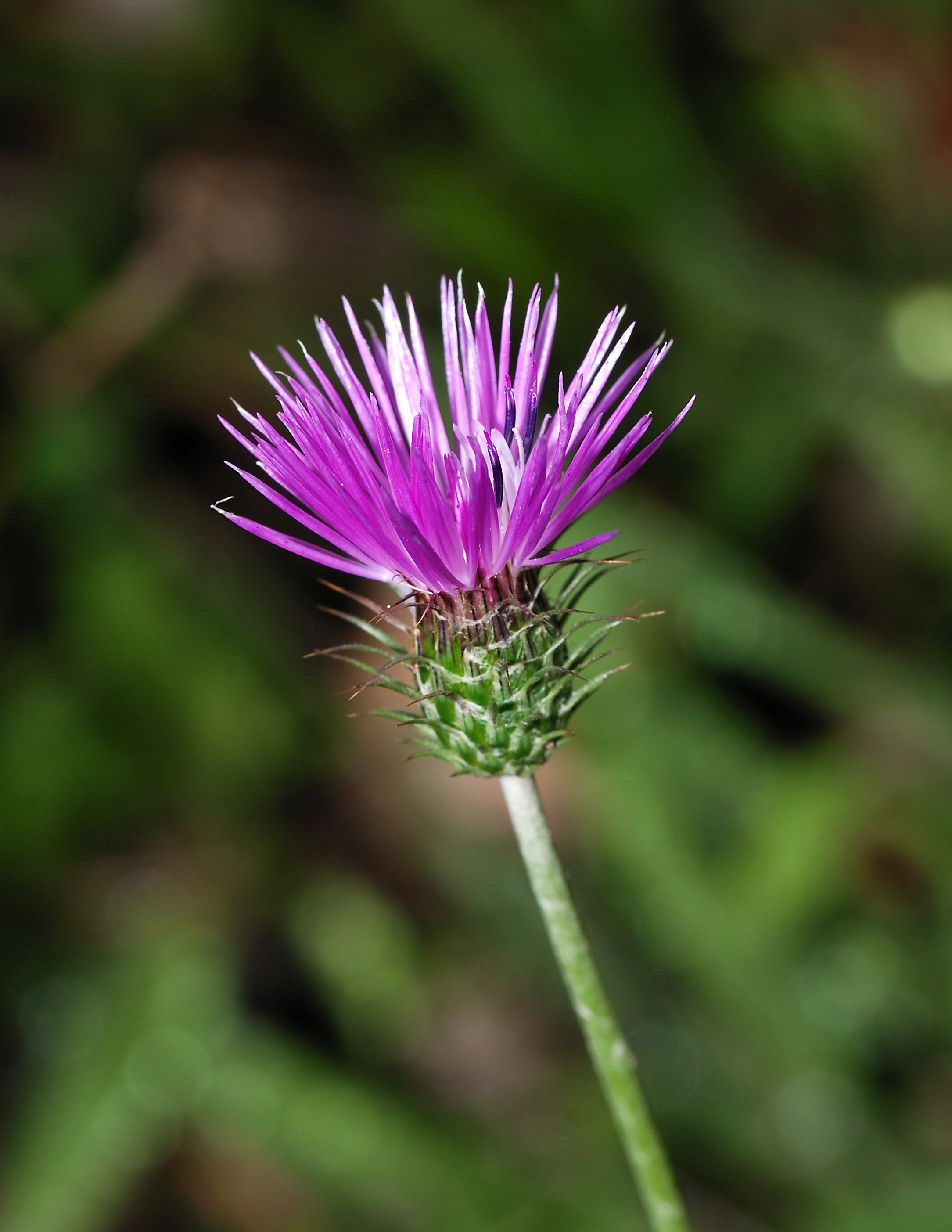 Galactites January 2008-1