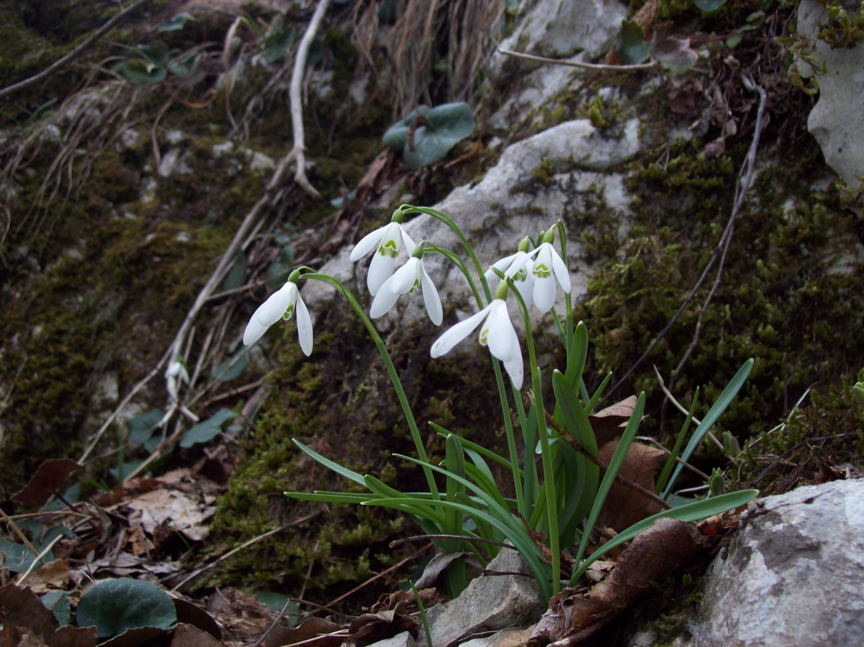 Galanthus sp. Croatia