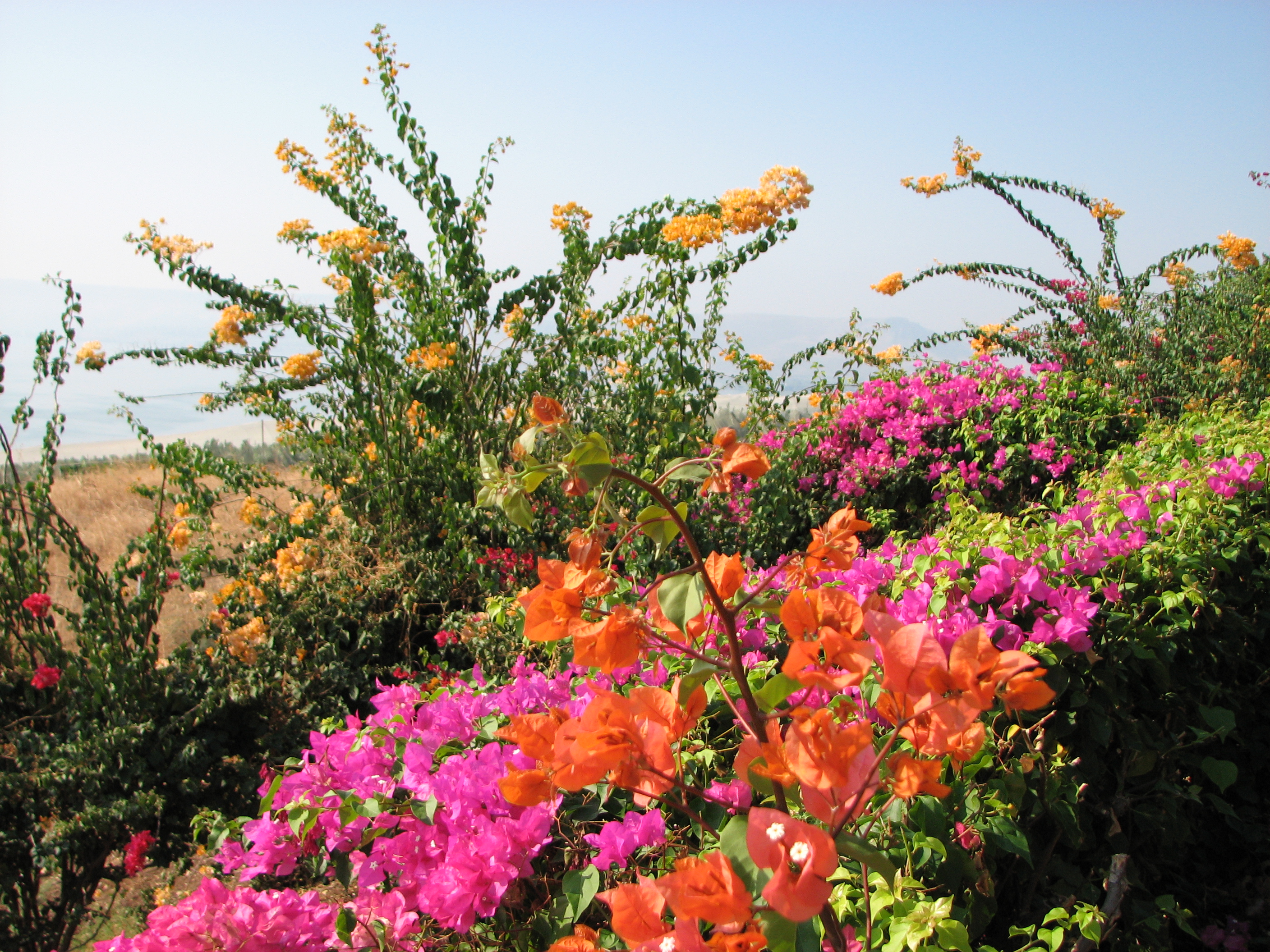 The Mount of Beatitudes, Israel, photo 8.