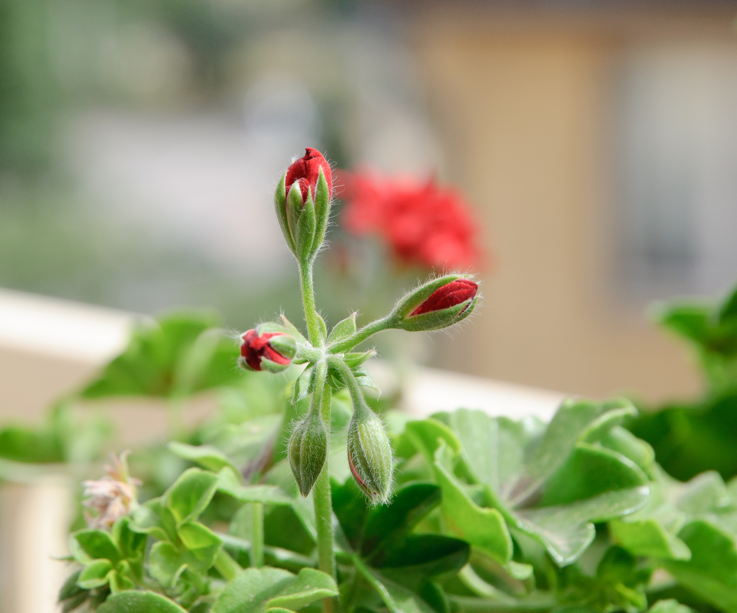 Garden Geranium buds -2