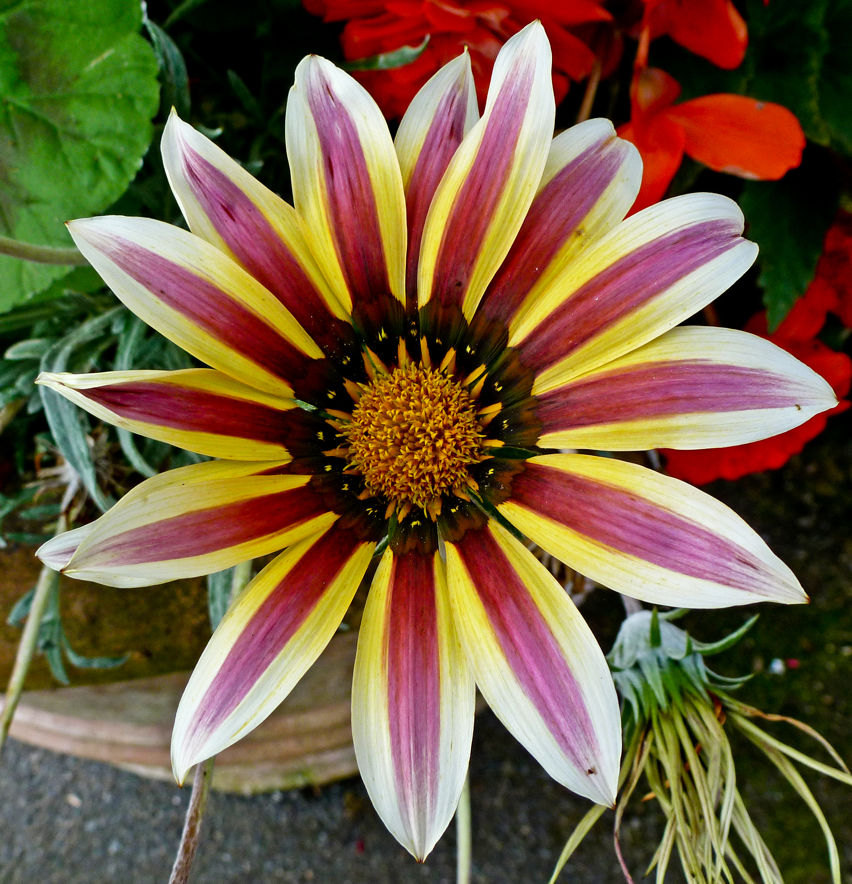 Gazania11