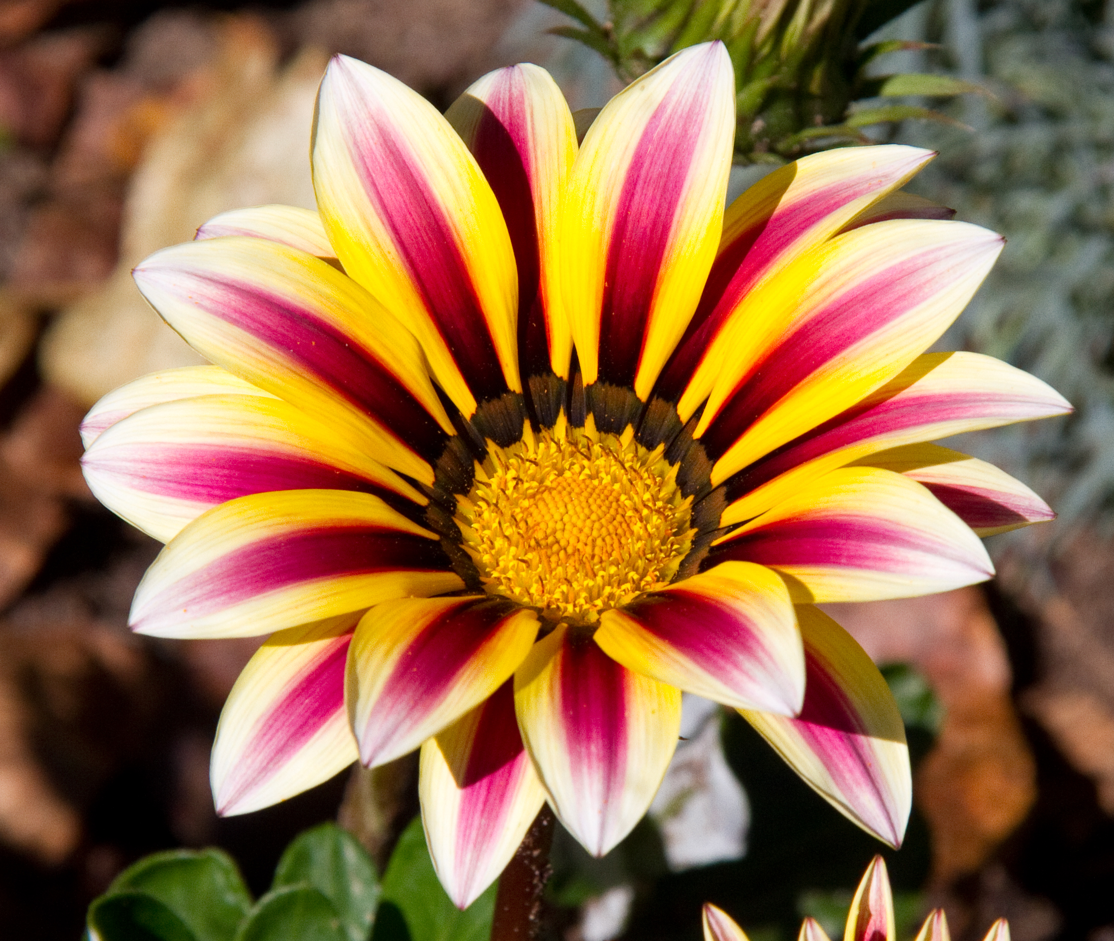 Gazania (8032961077)