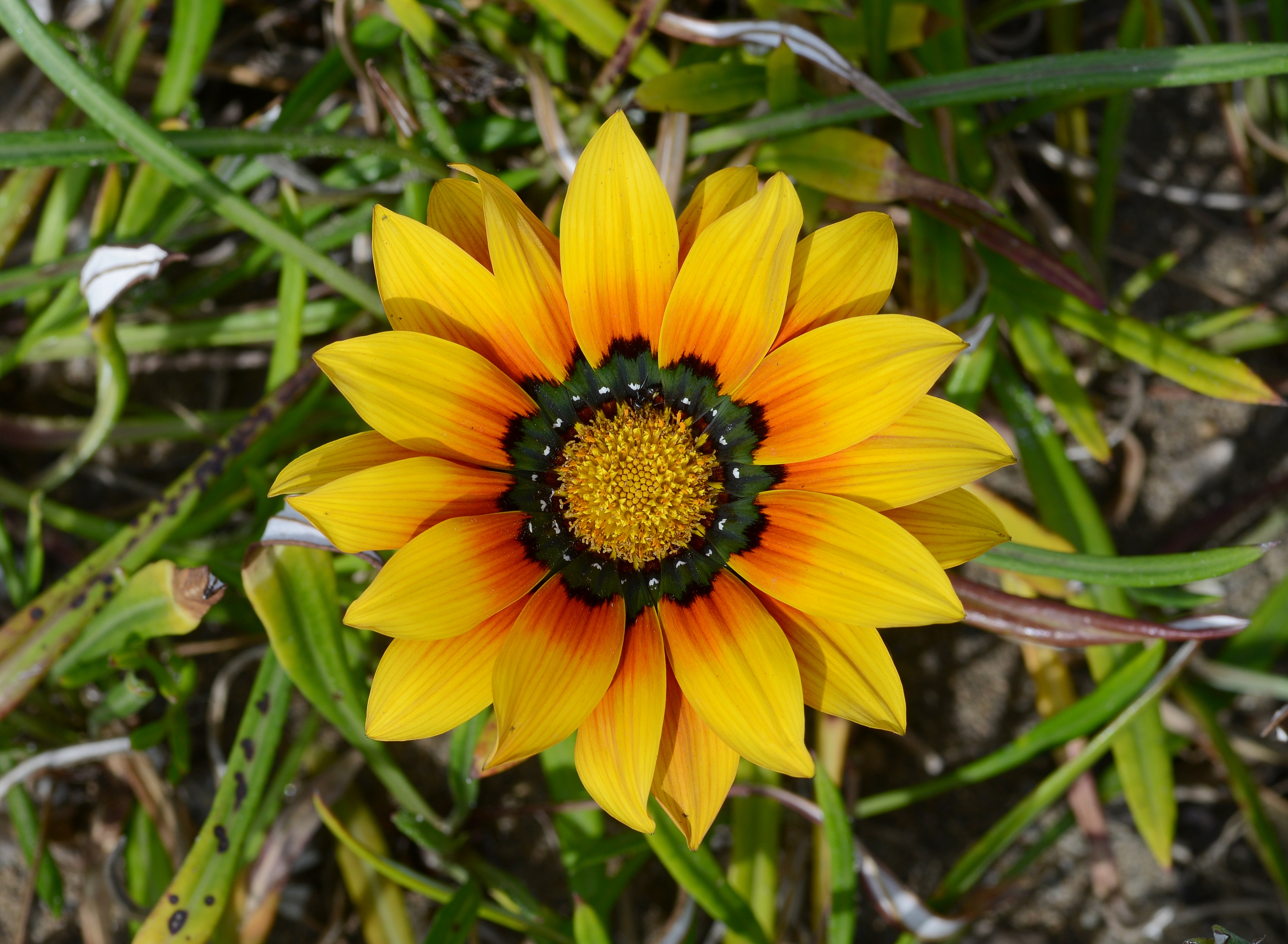 Gazania June 2013-1