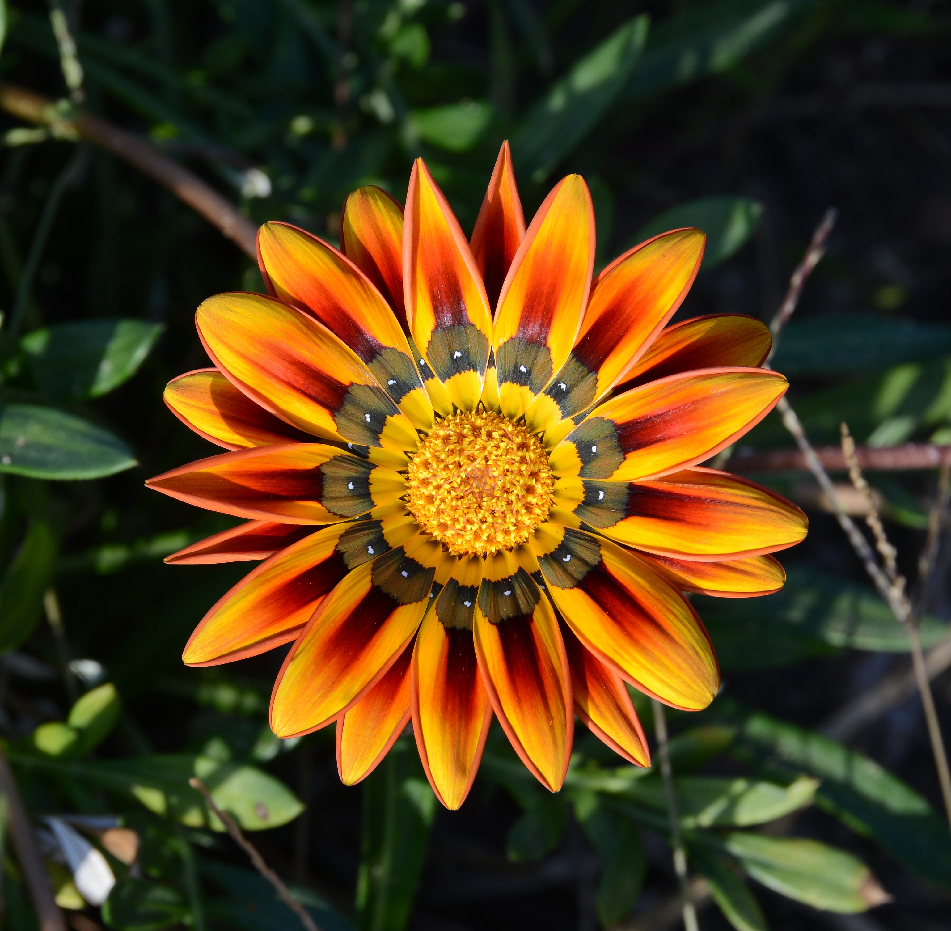 Gazania October 2014-1