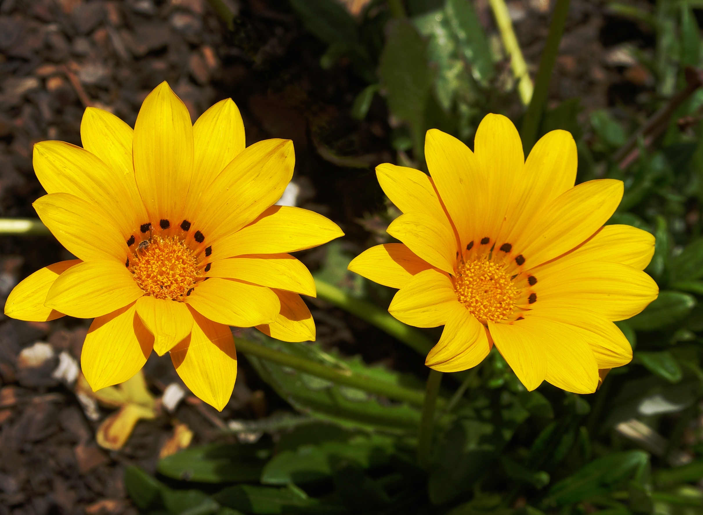 Gazania rigens-2