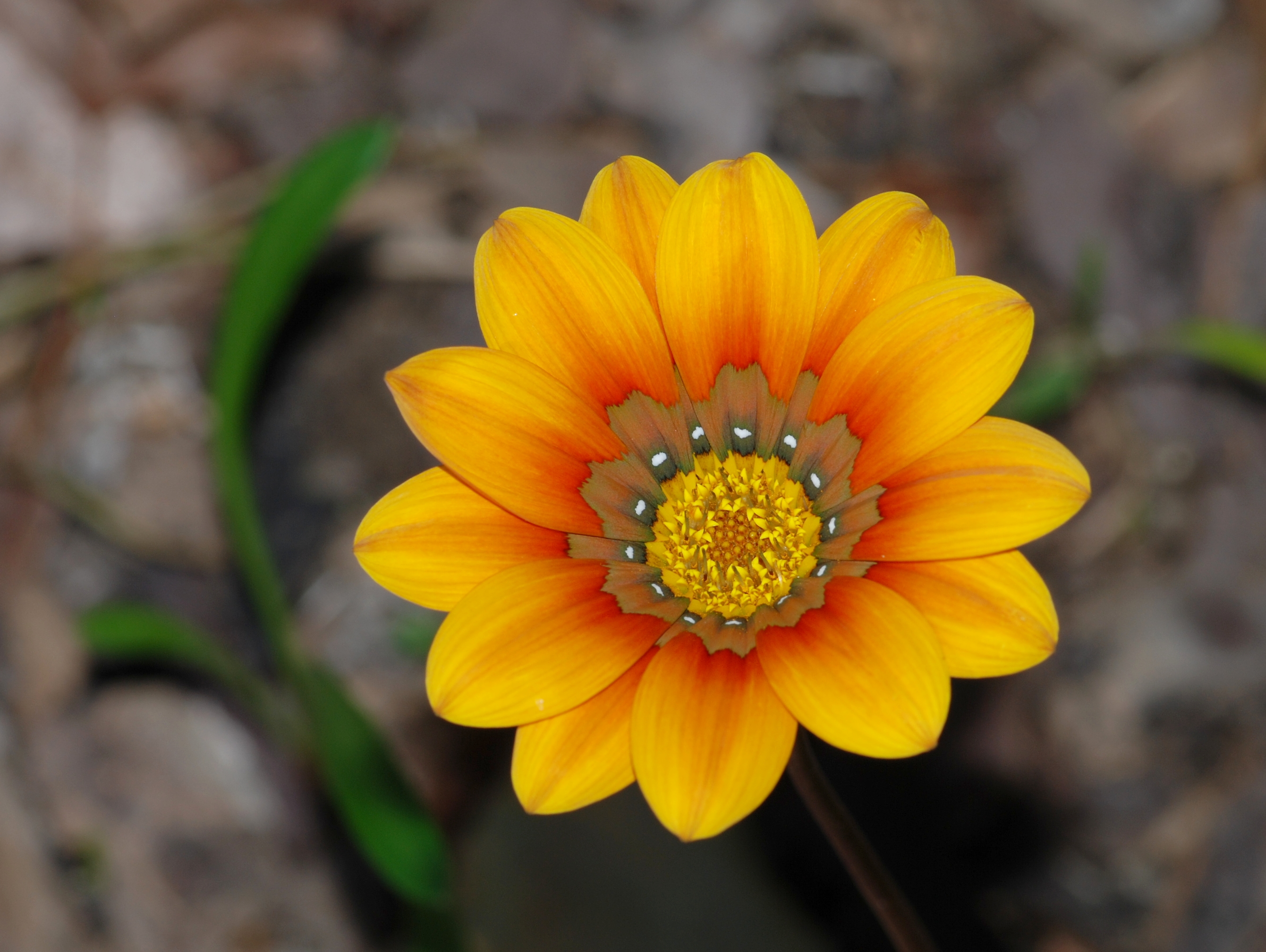 Gazania September 2010-2