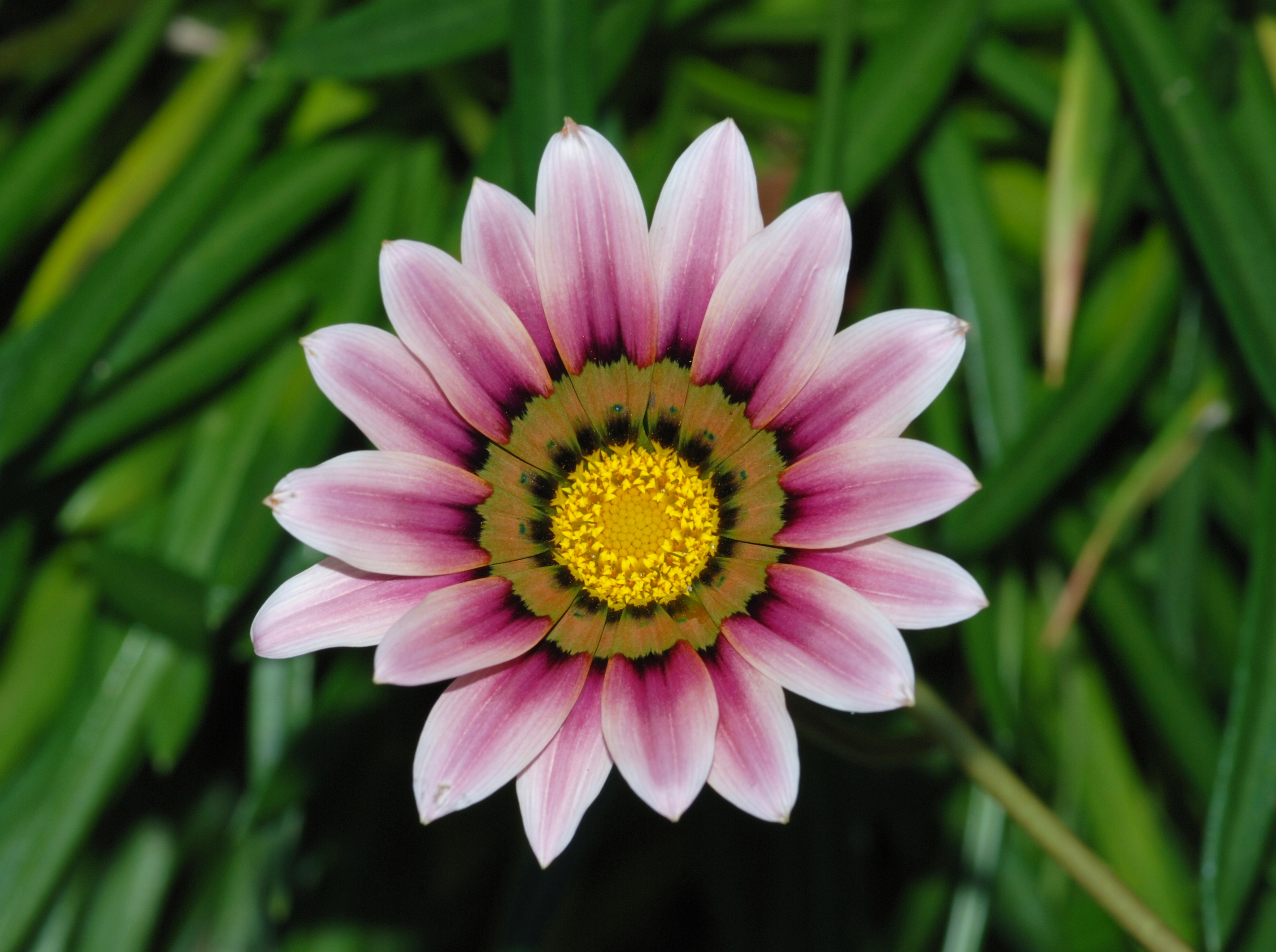 Gazania September 2010-3