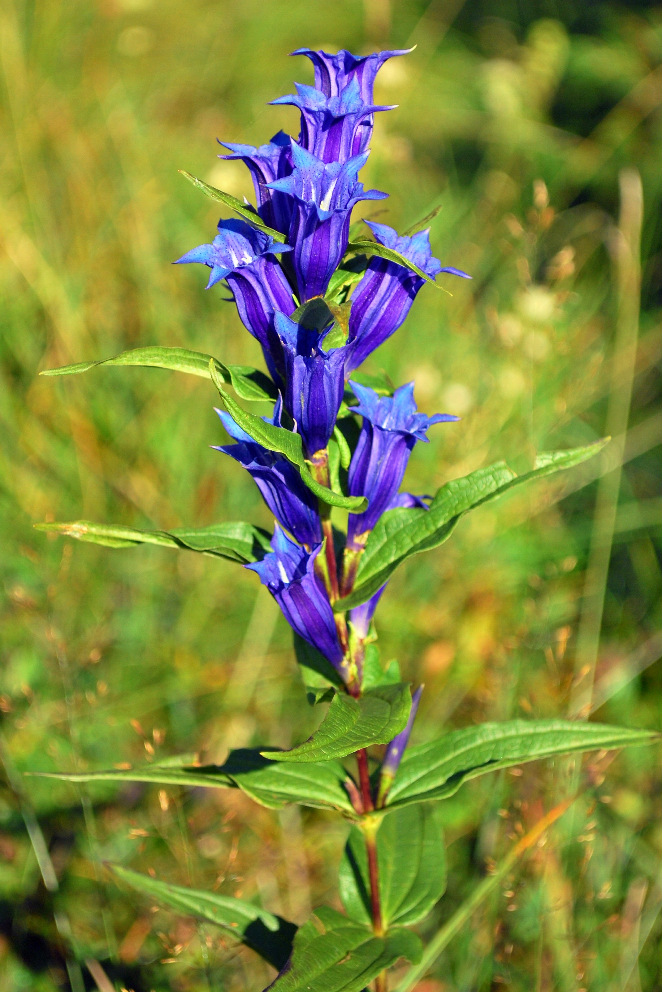 Gentiana asclepiadea 02