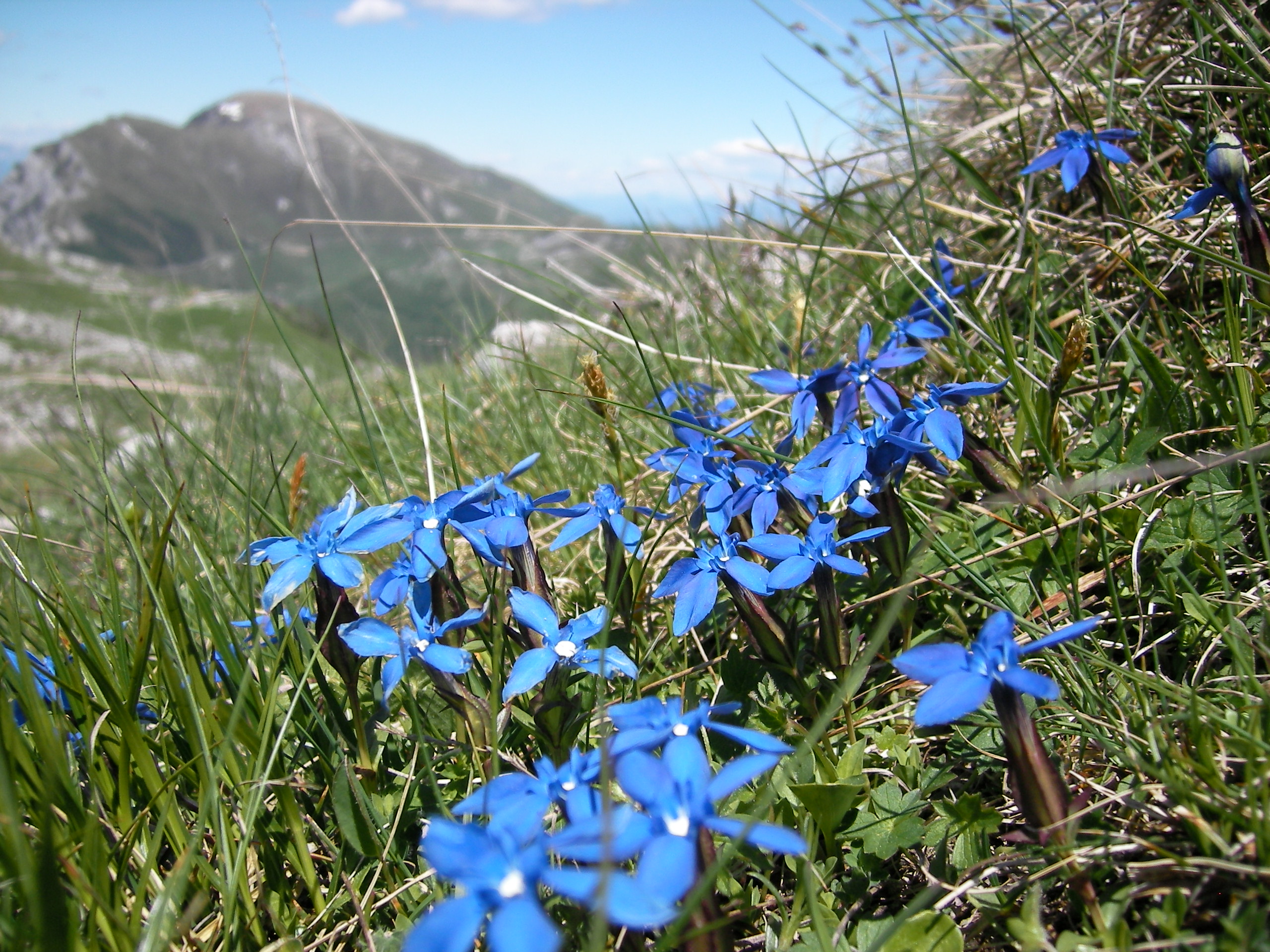 Gentiana verna0257