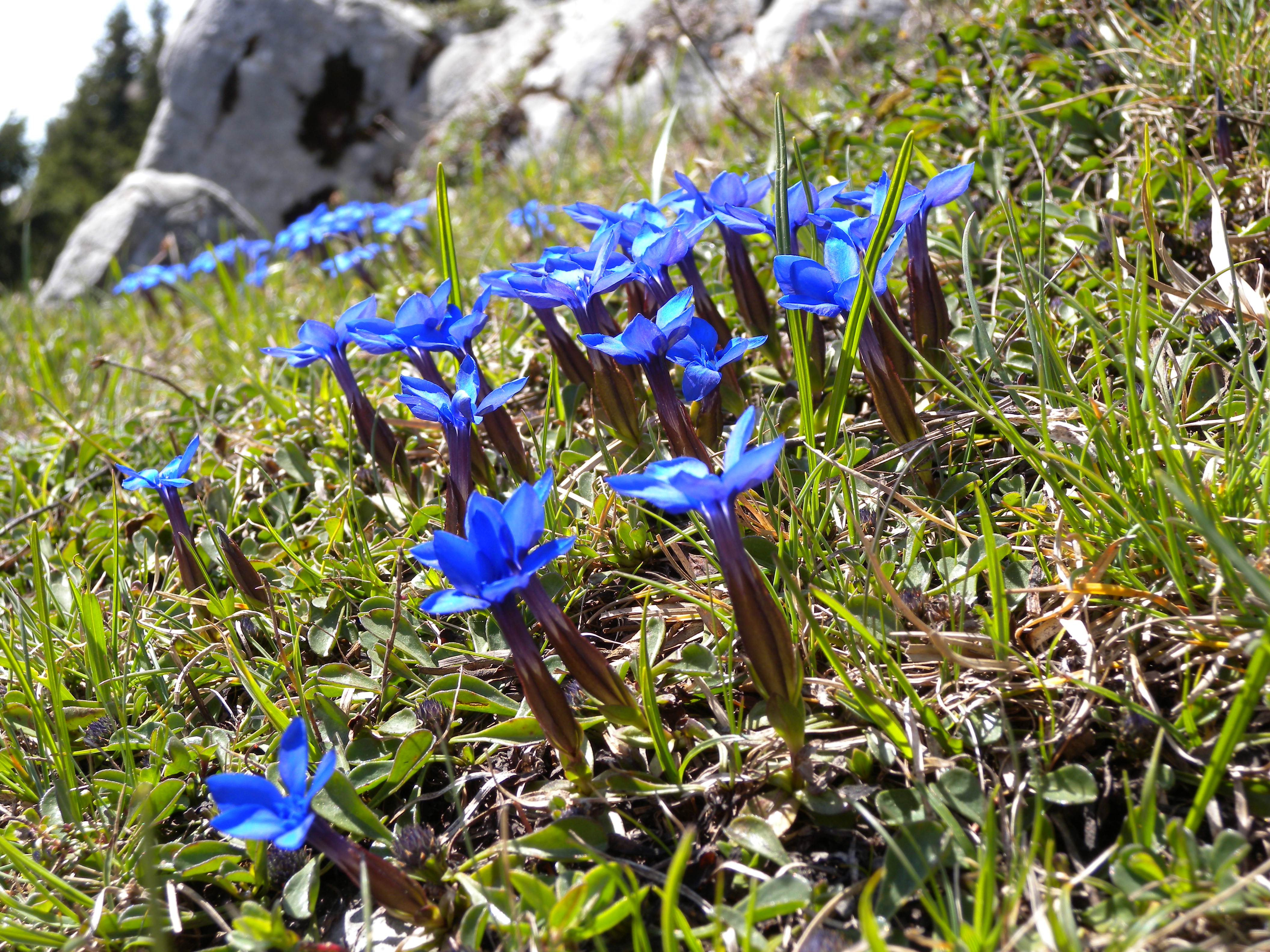 GentianeDSCN4080
