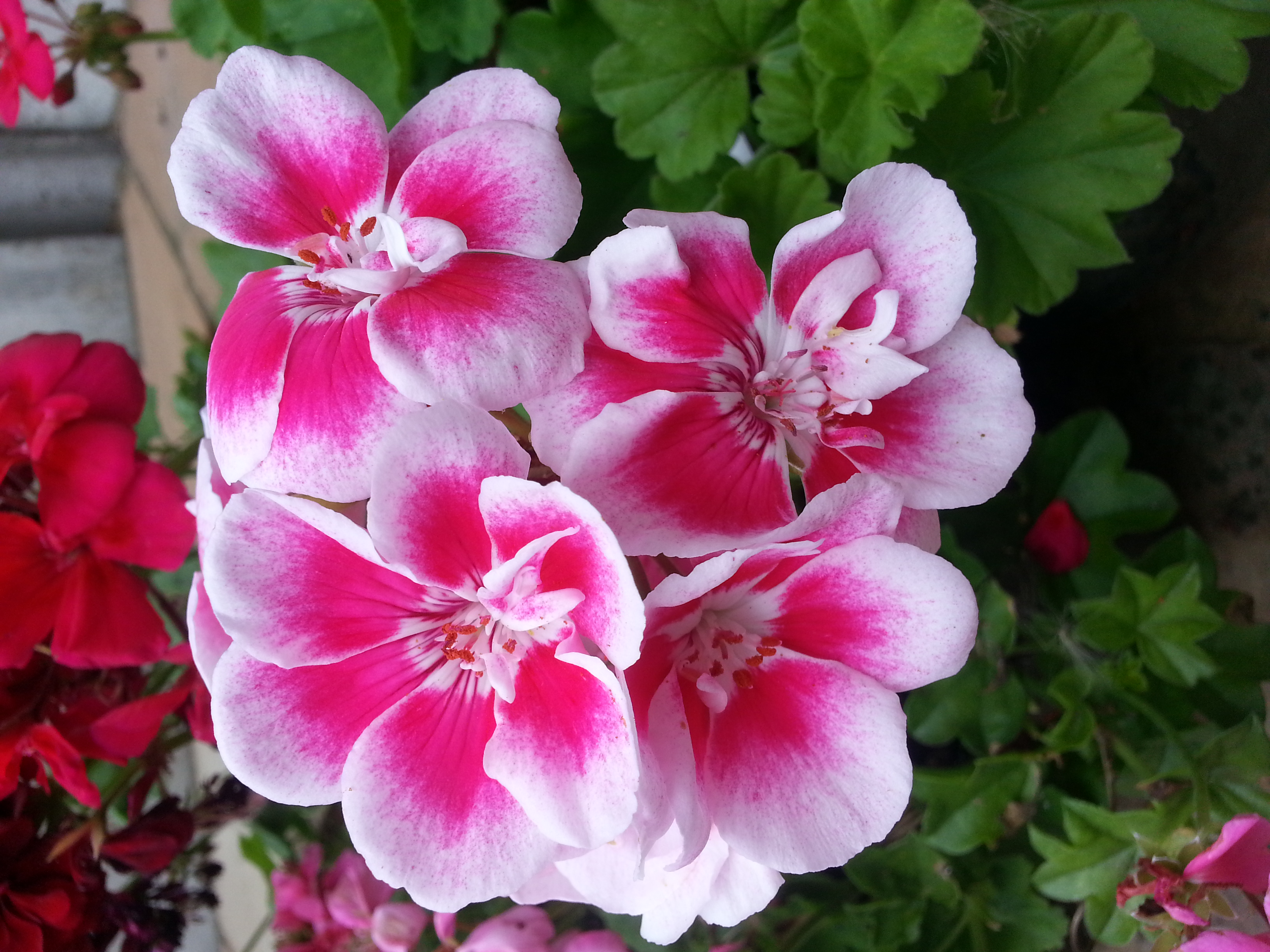 Geranium1
