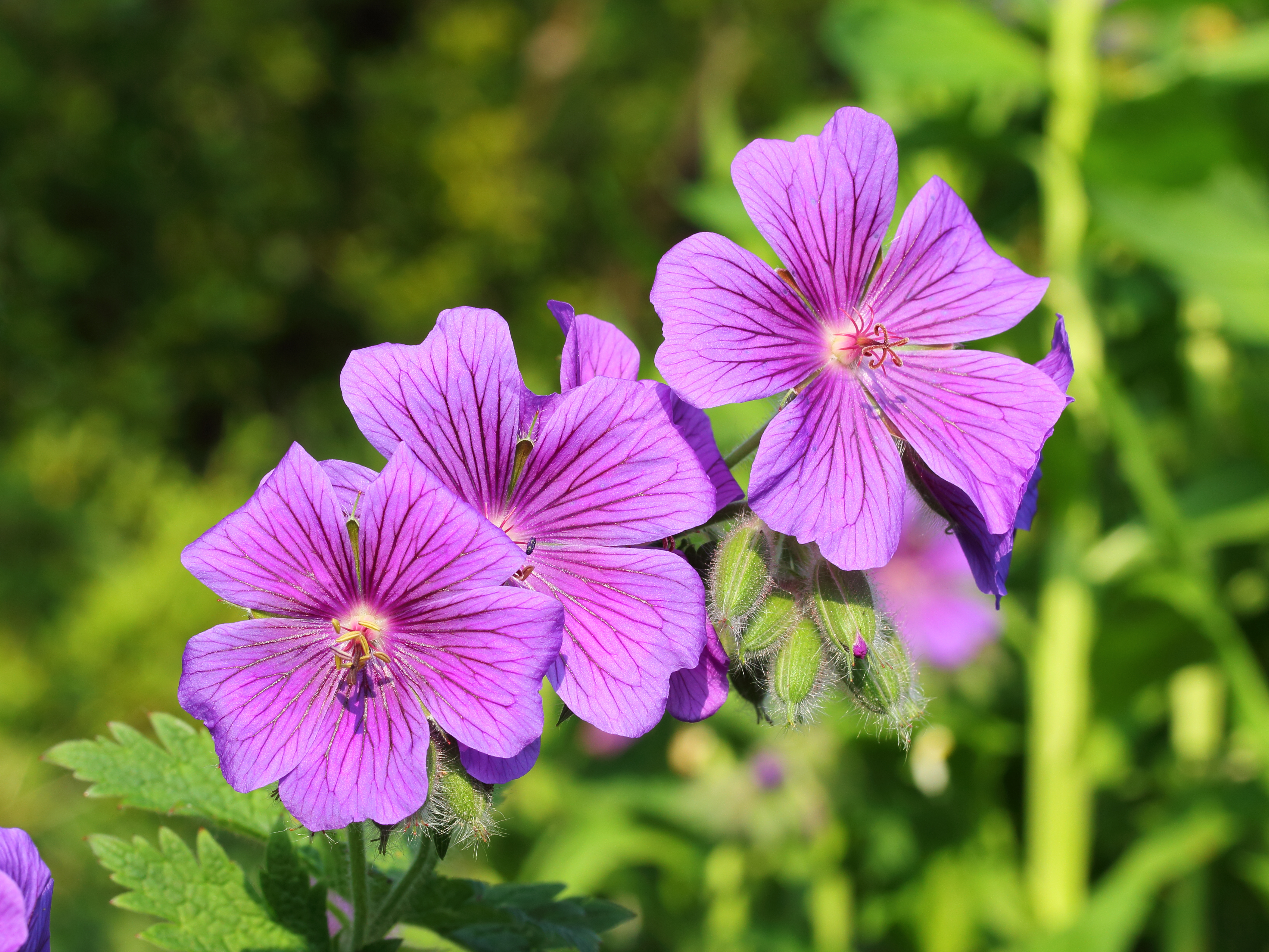 Geranium 02