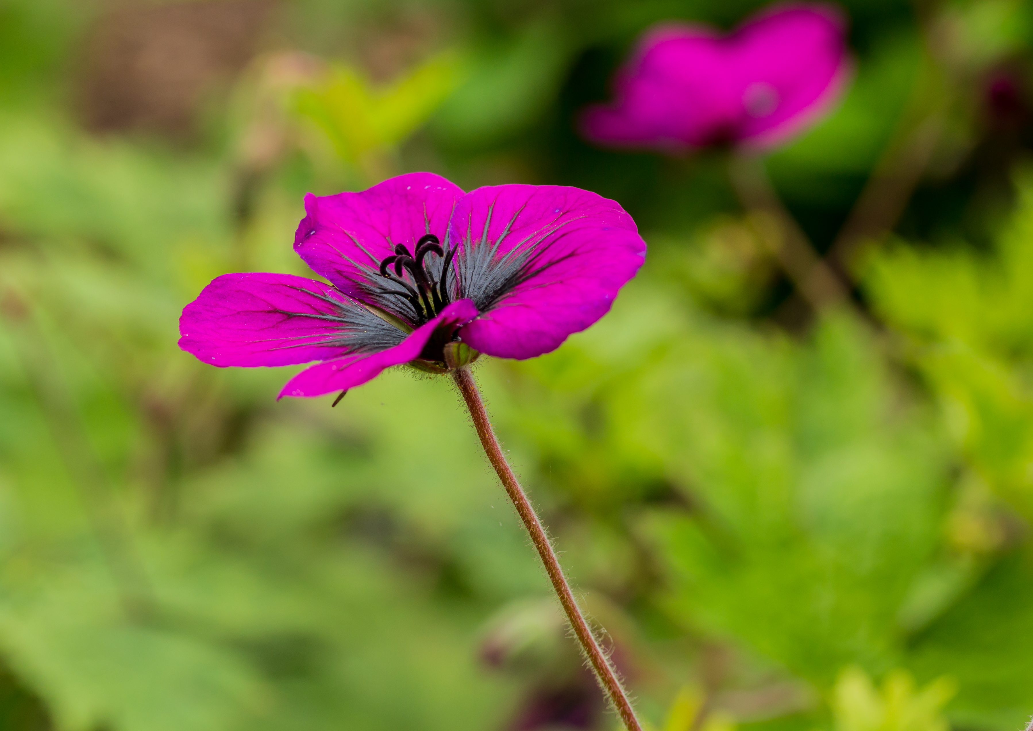 Geranium 'Sandrine'. Locatie, Tuinreservaat Jonker vallei