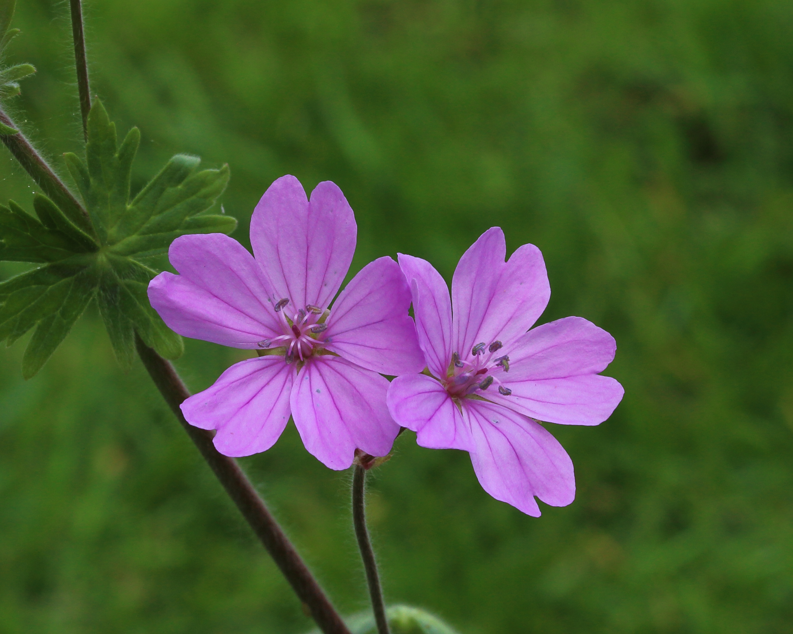 Geranium Brutium 01
