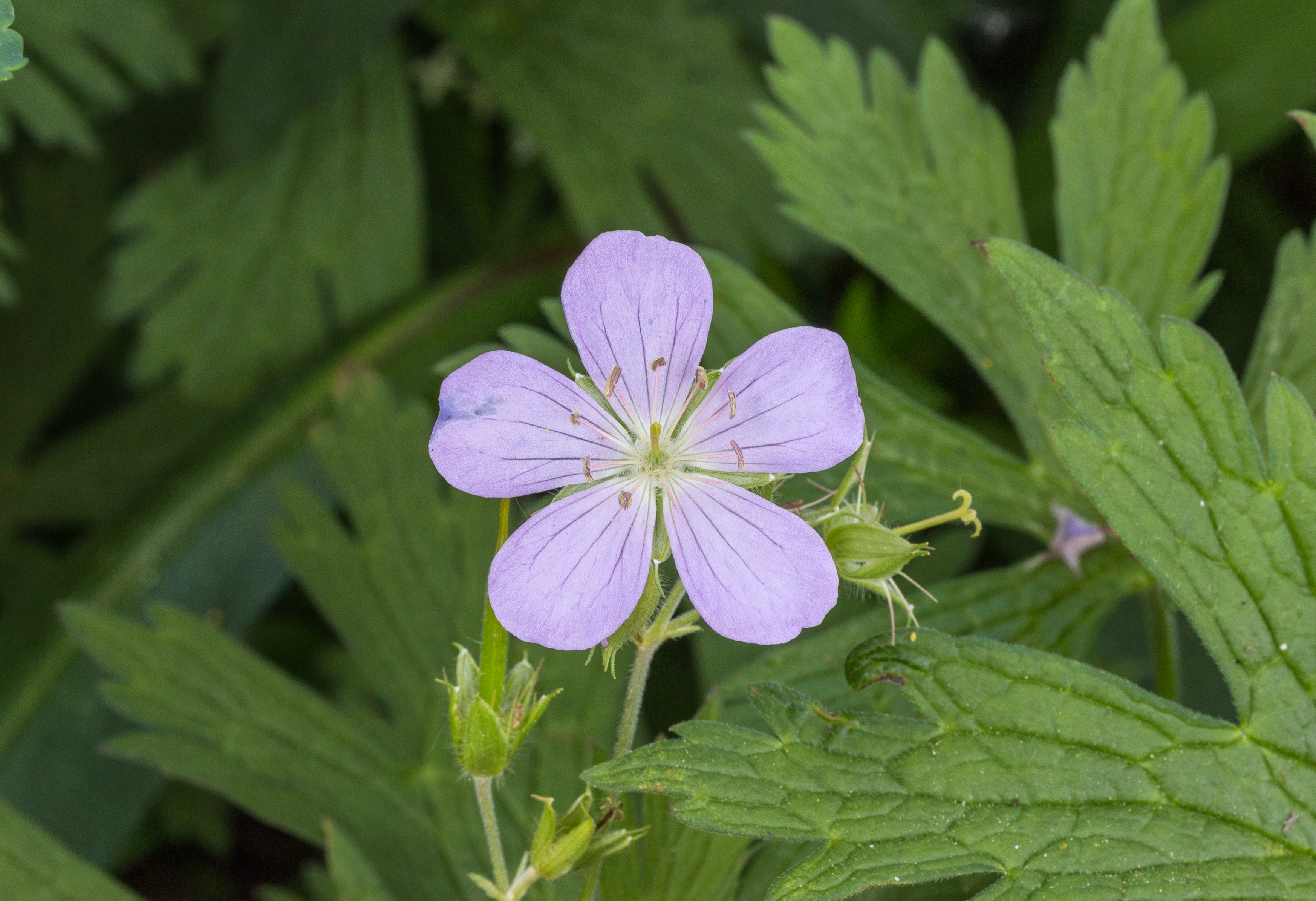 Geranium cultivar lila. actm 02
