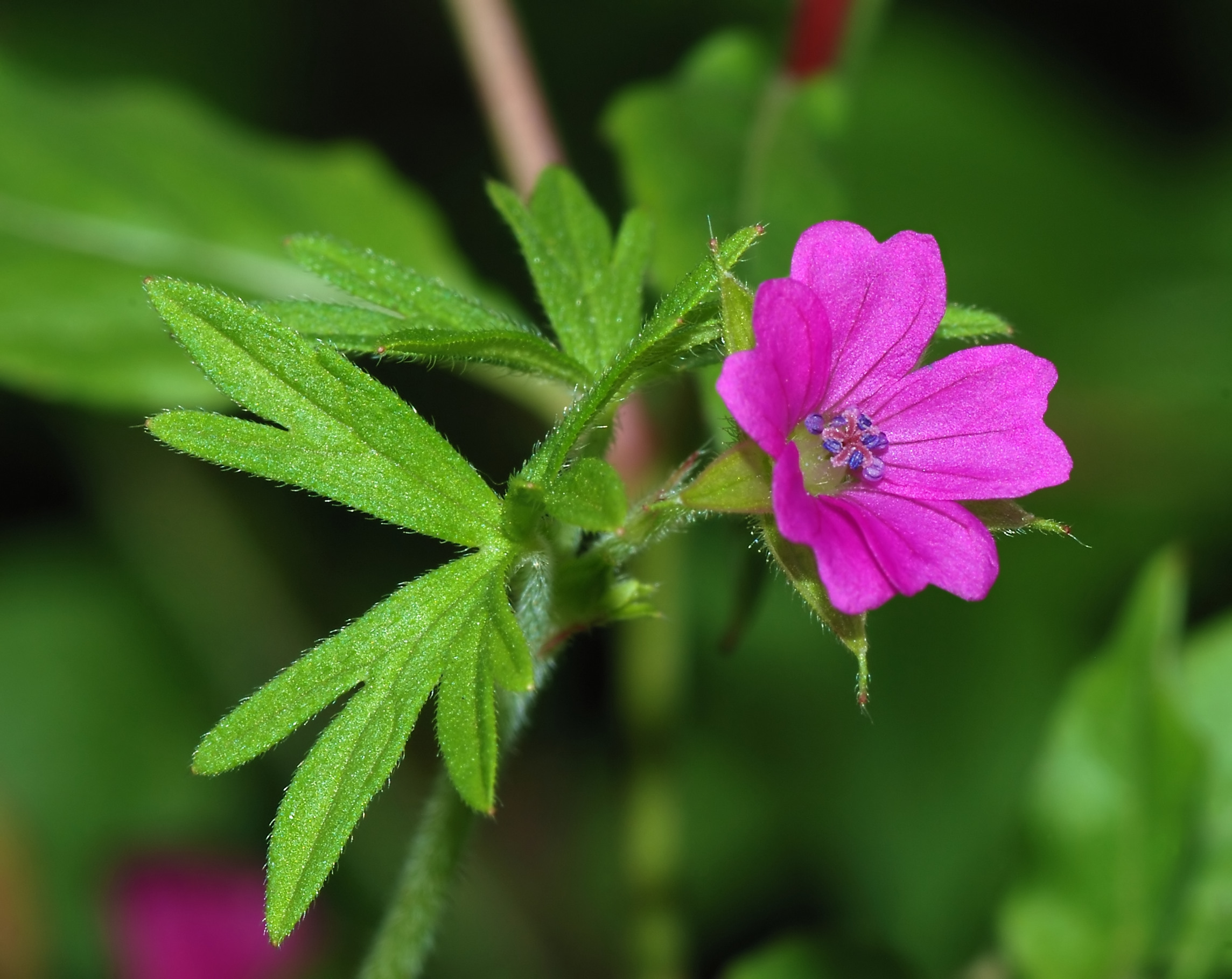 Geranium February 2008-1