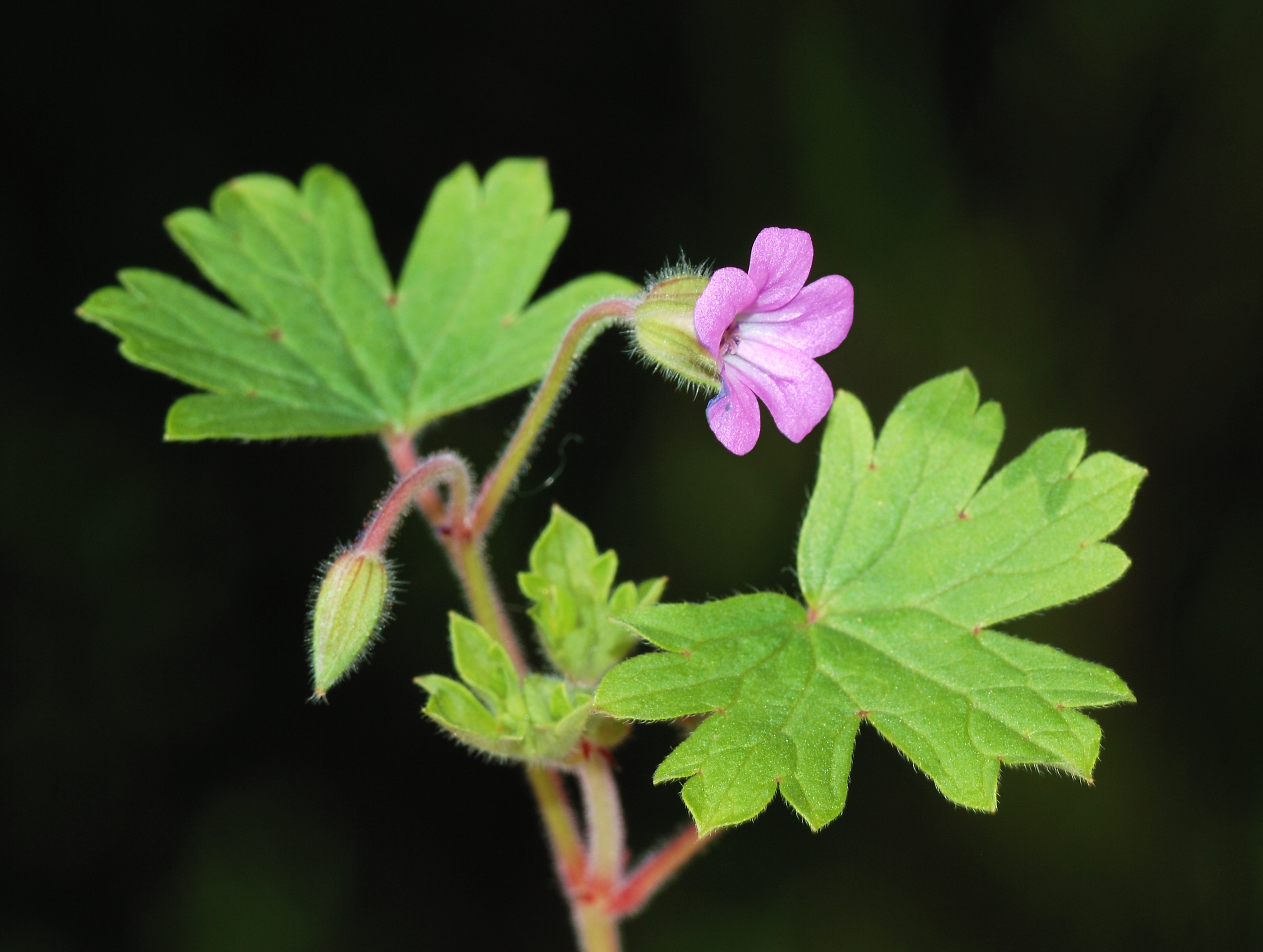 Geranium February 2008-3