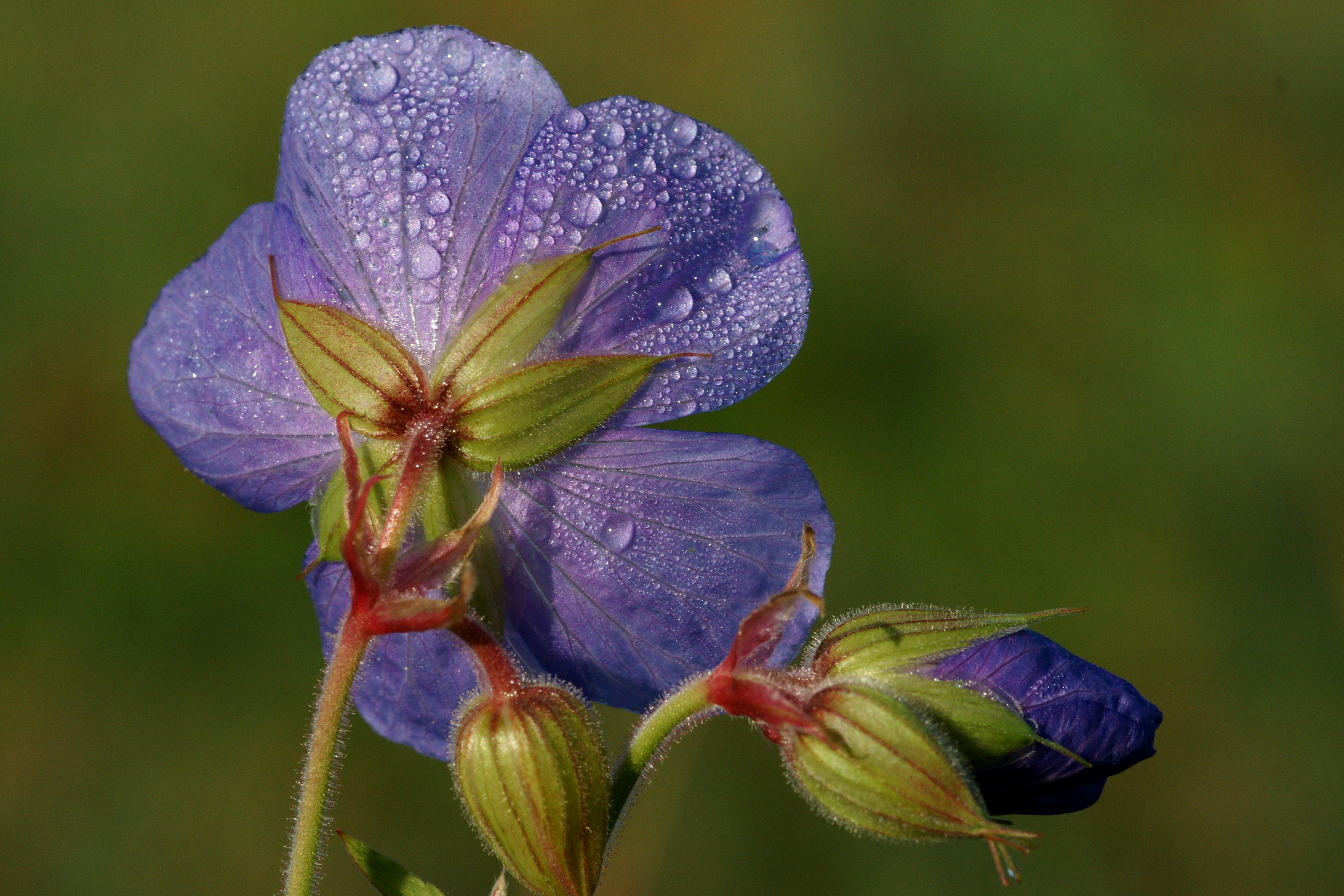 Geranium flower rear view (2644139334)