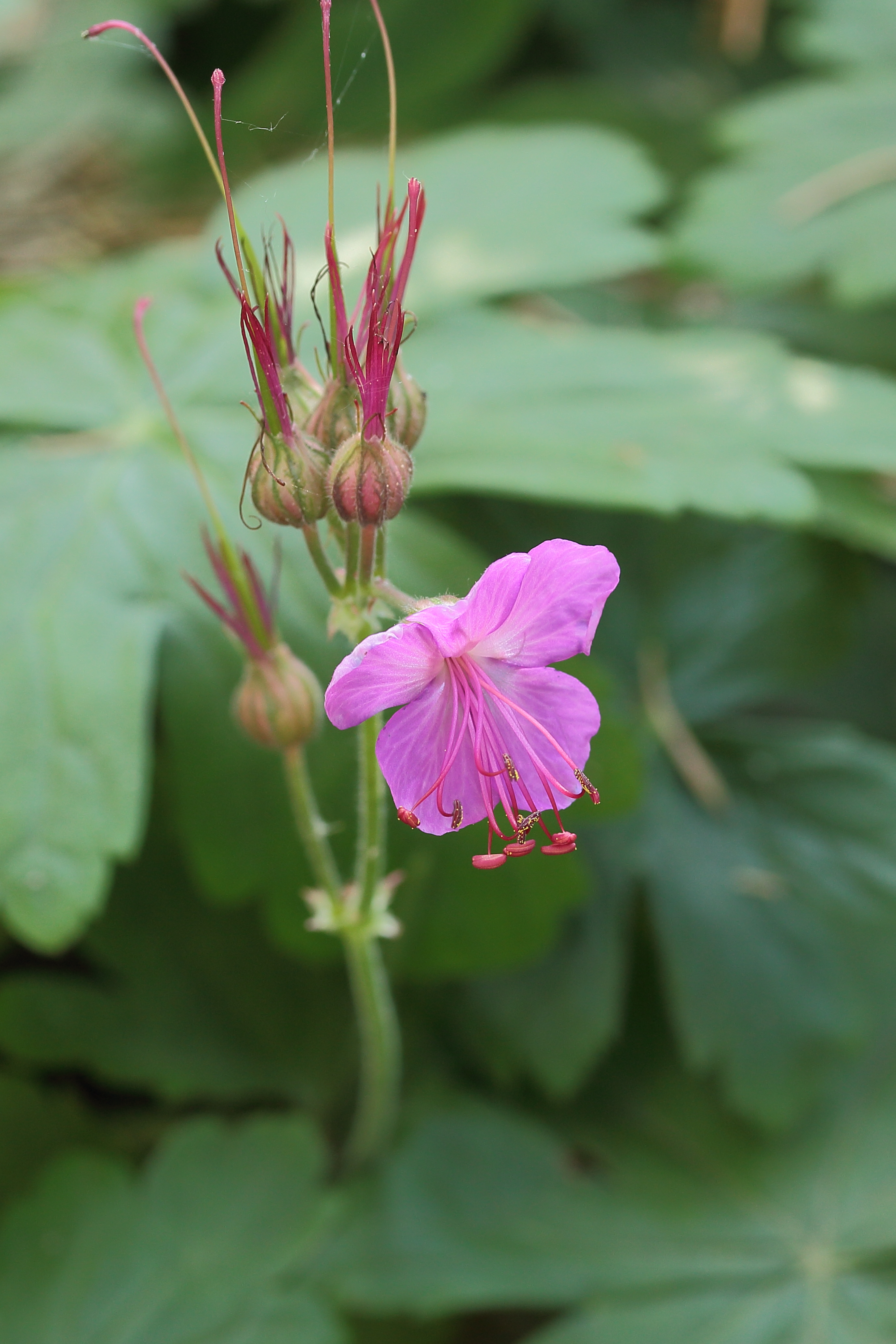 Geranium macrorrhizum 02