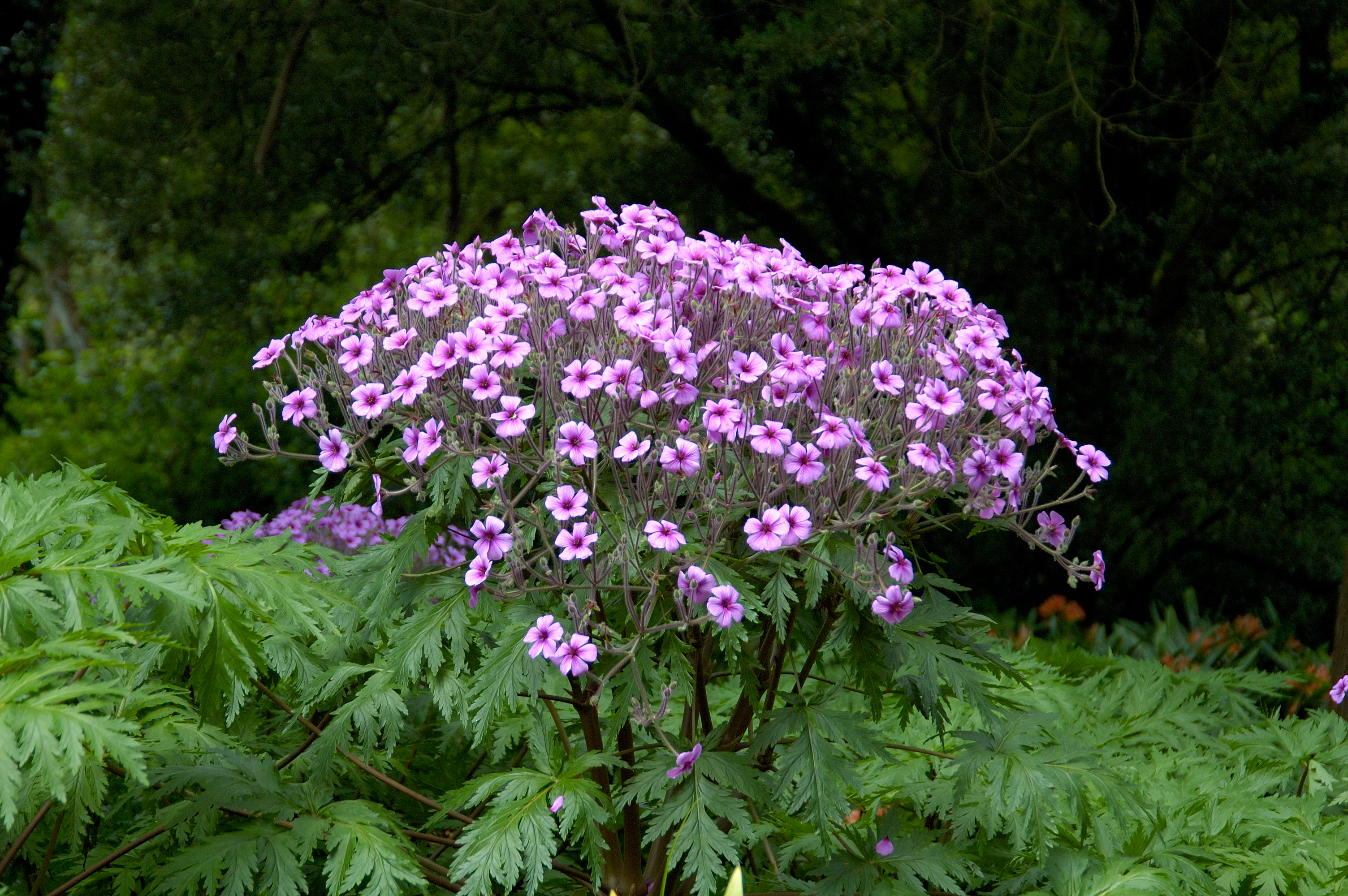 Geranium maderense 2