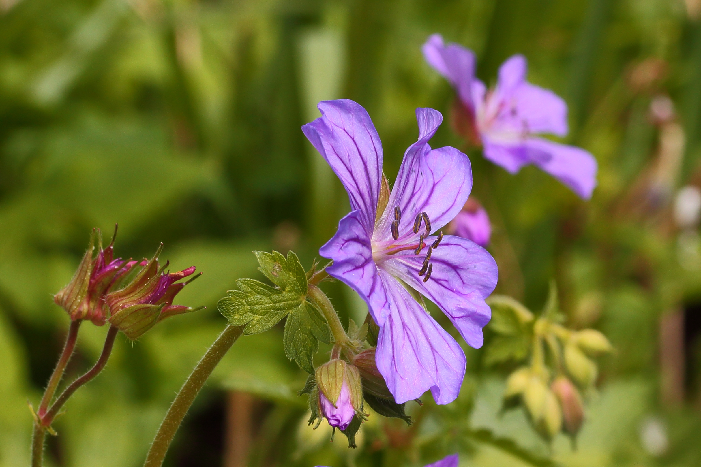 Geranium malviflorum 01
