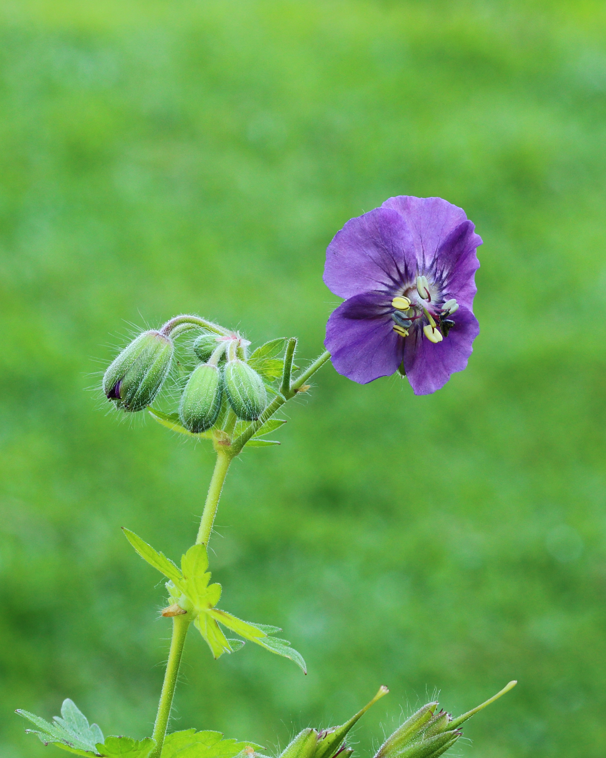 Geranium phaeum 03