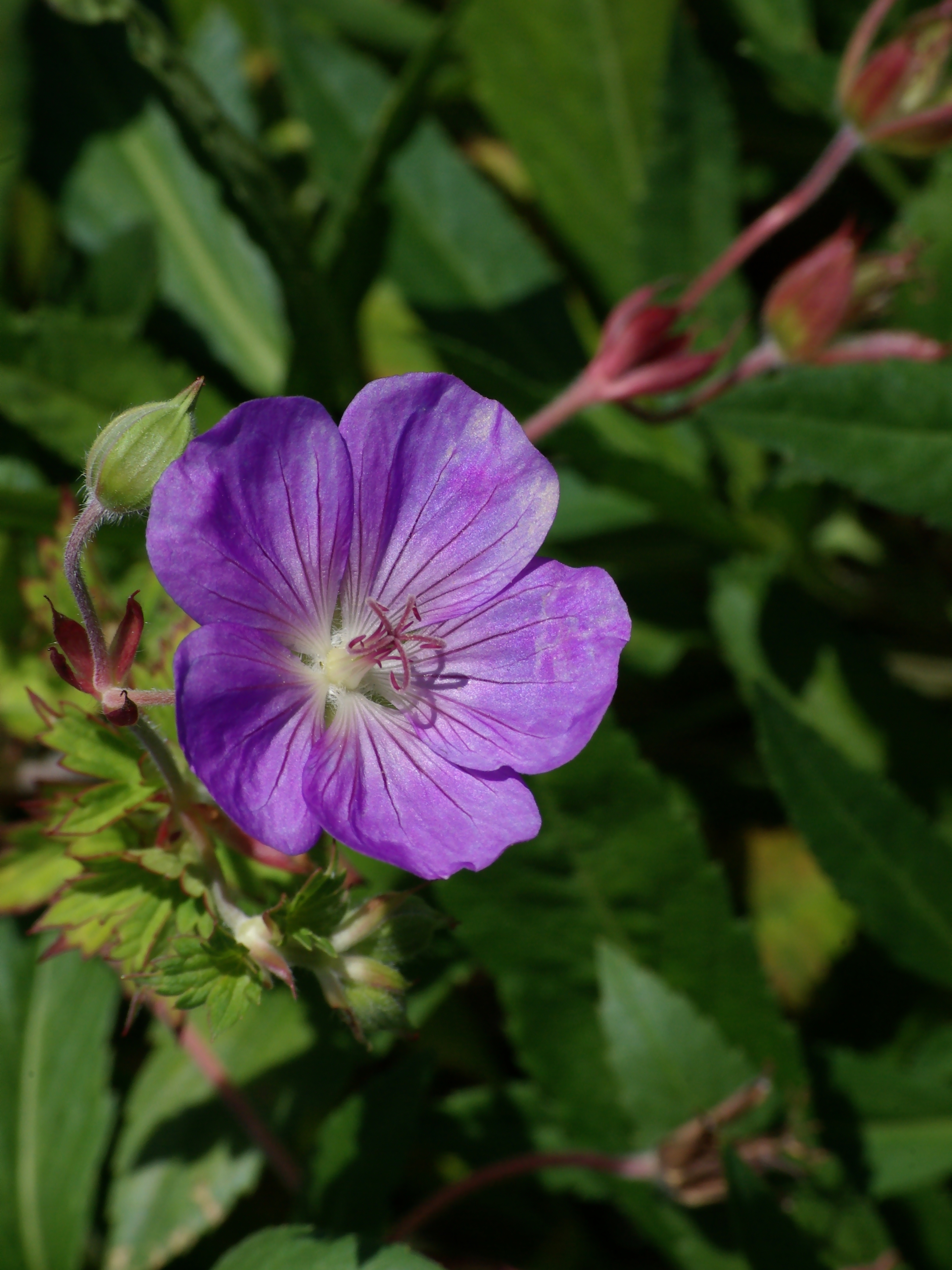 Geranium platypetalum FR 2012