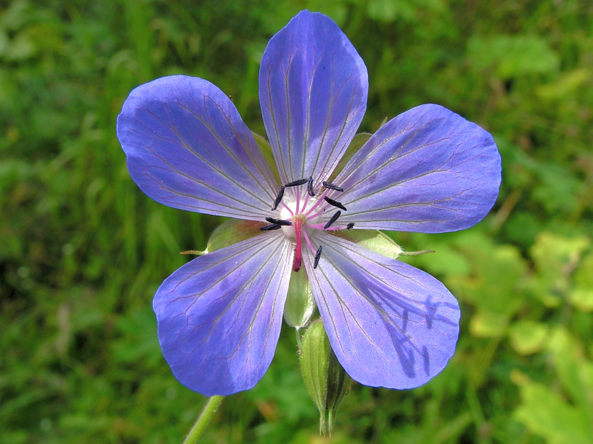 Geranium pratense 20140704 481