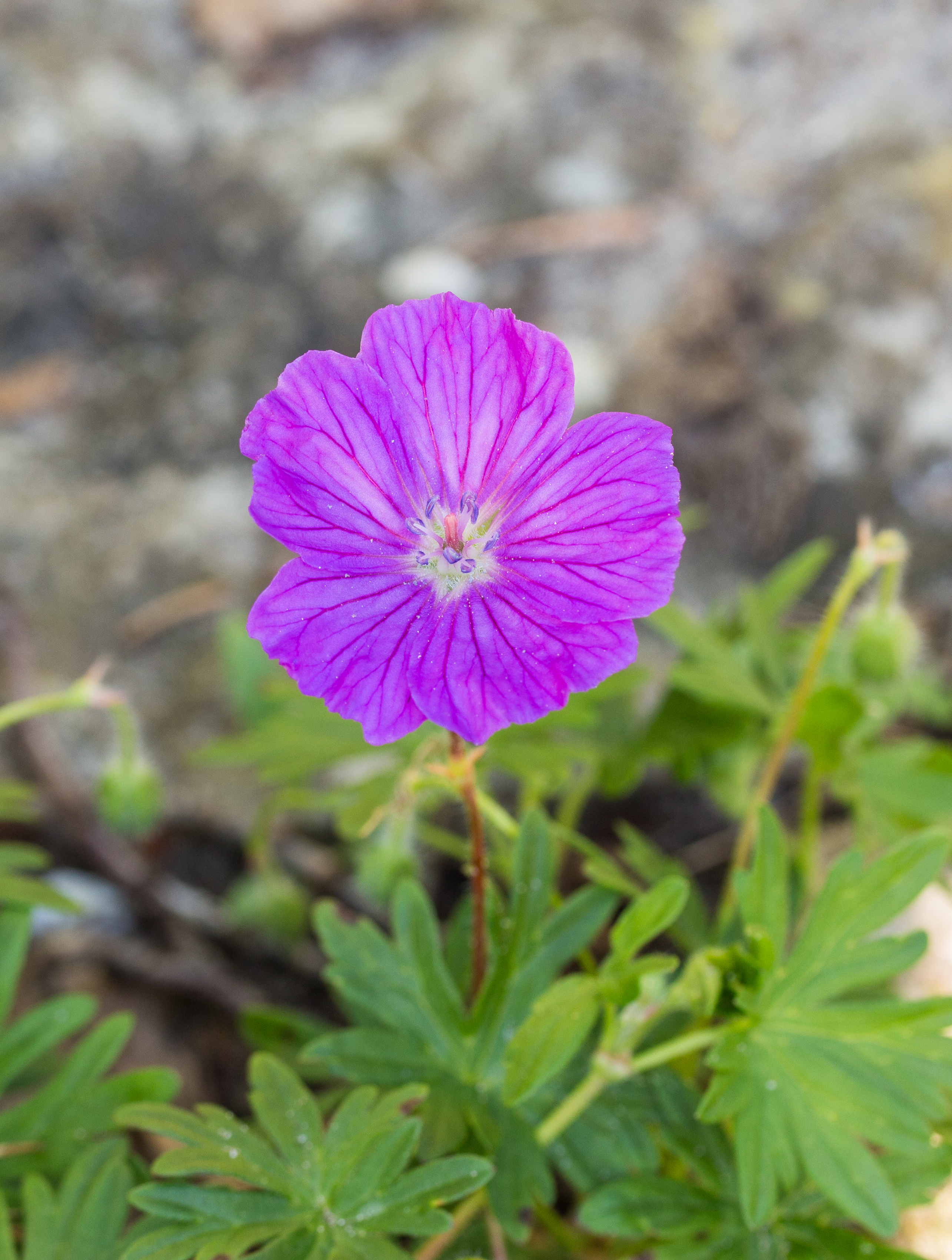 Geranium-sanguineum. actm