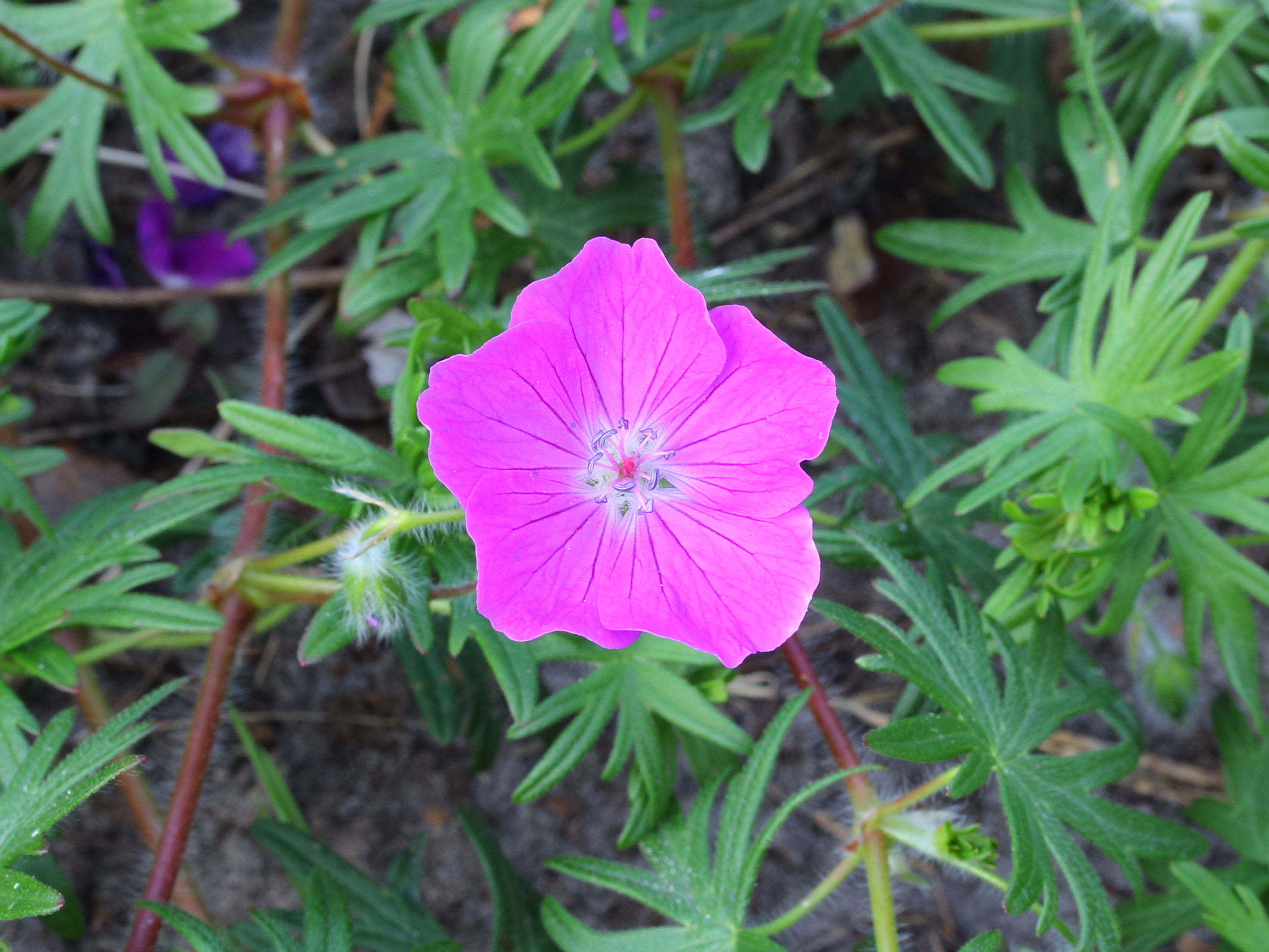 Geranium sanguineum 04