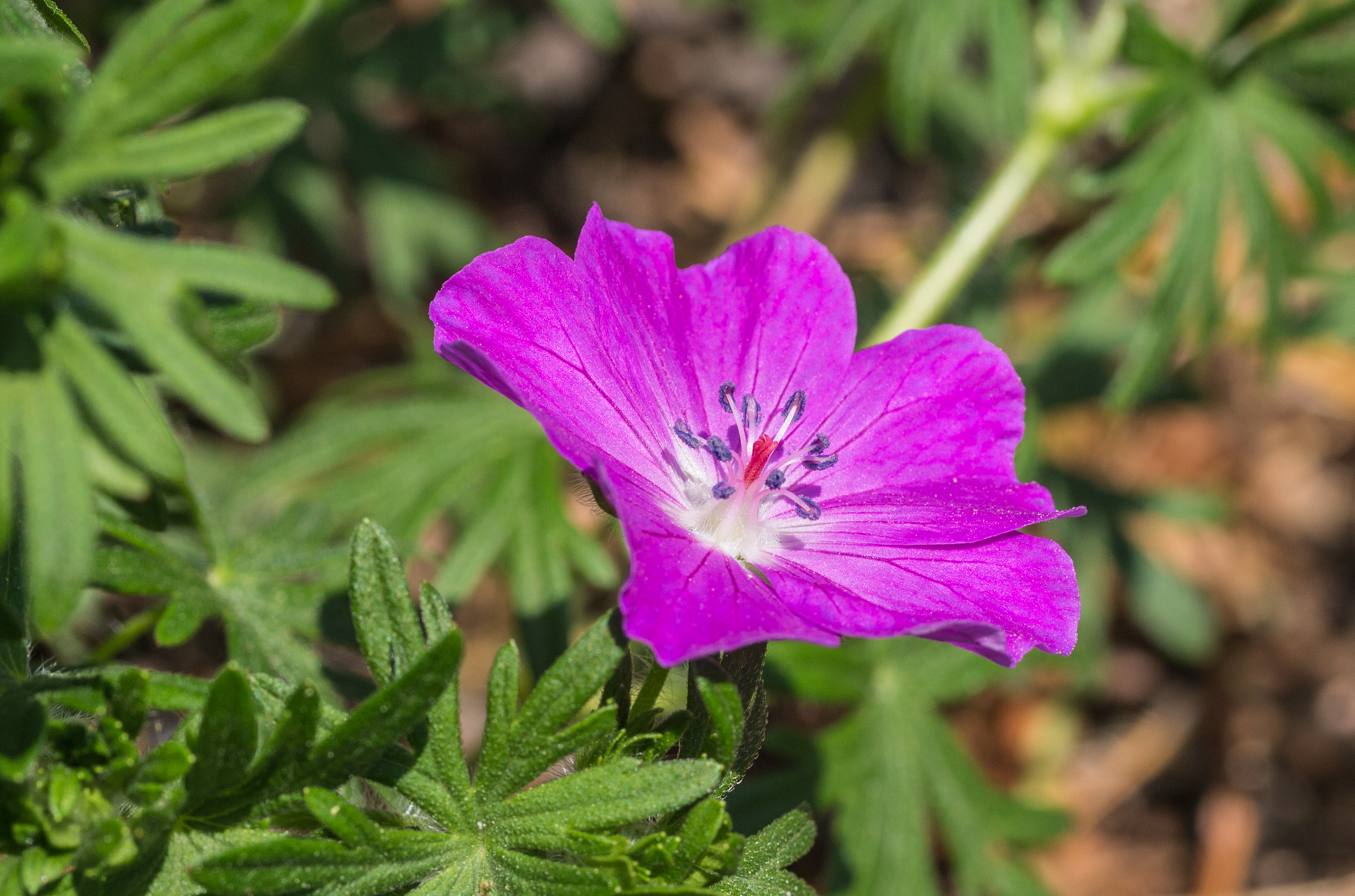 Geranium-sanguineum d.j.b 01