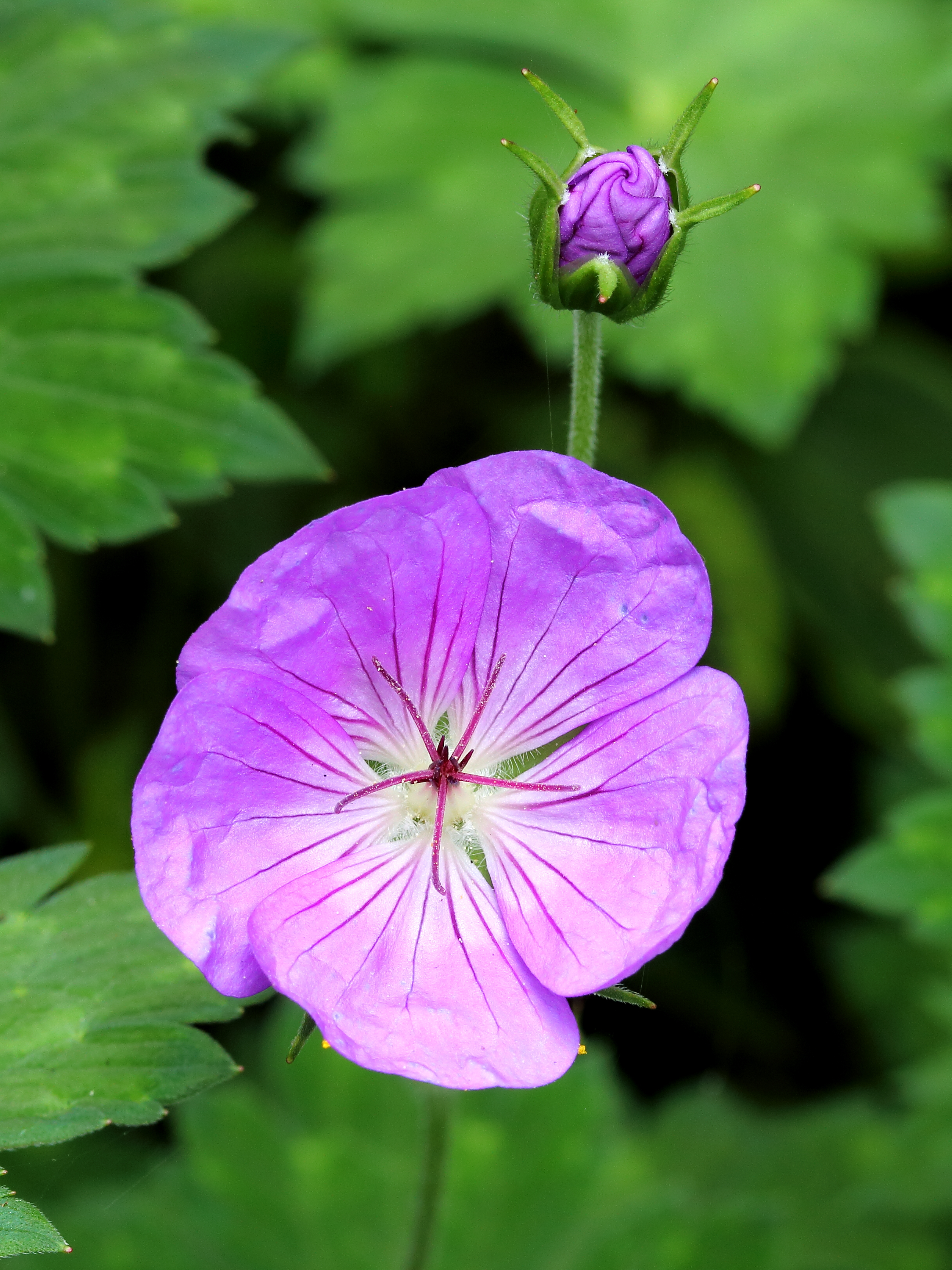 Geranium wallichianum 'Buxton's Variety'.