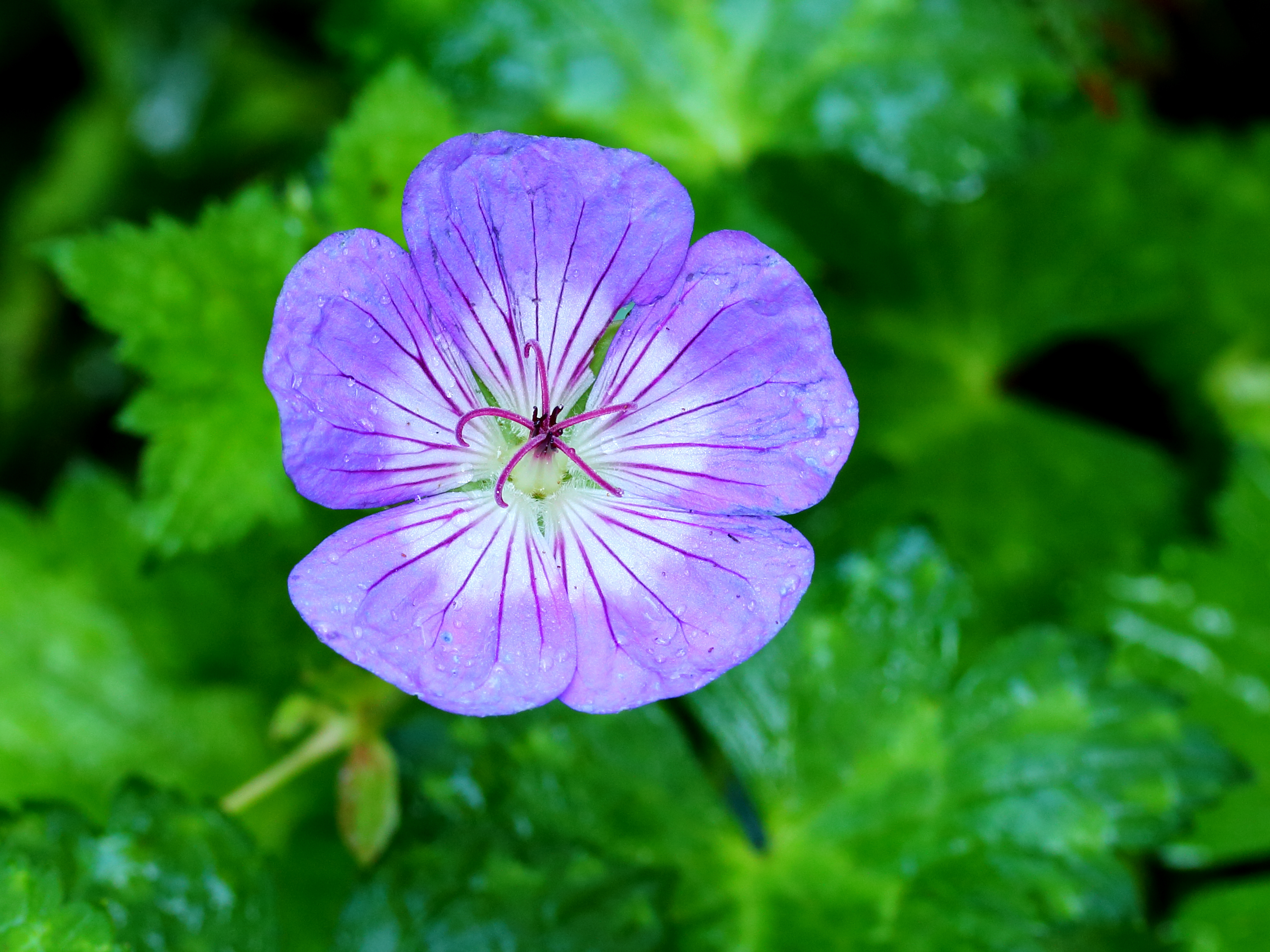 Geranium wallichianum 'Buxton's Variety'. Locatie Tuinreservaat Jonkervallei