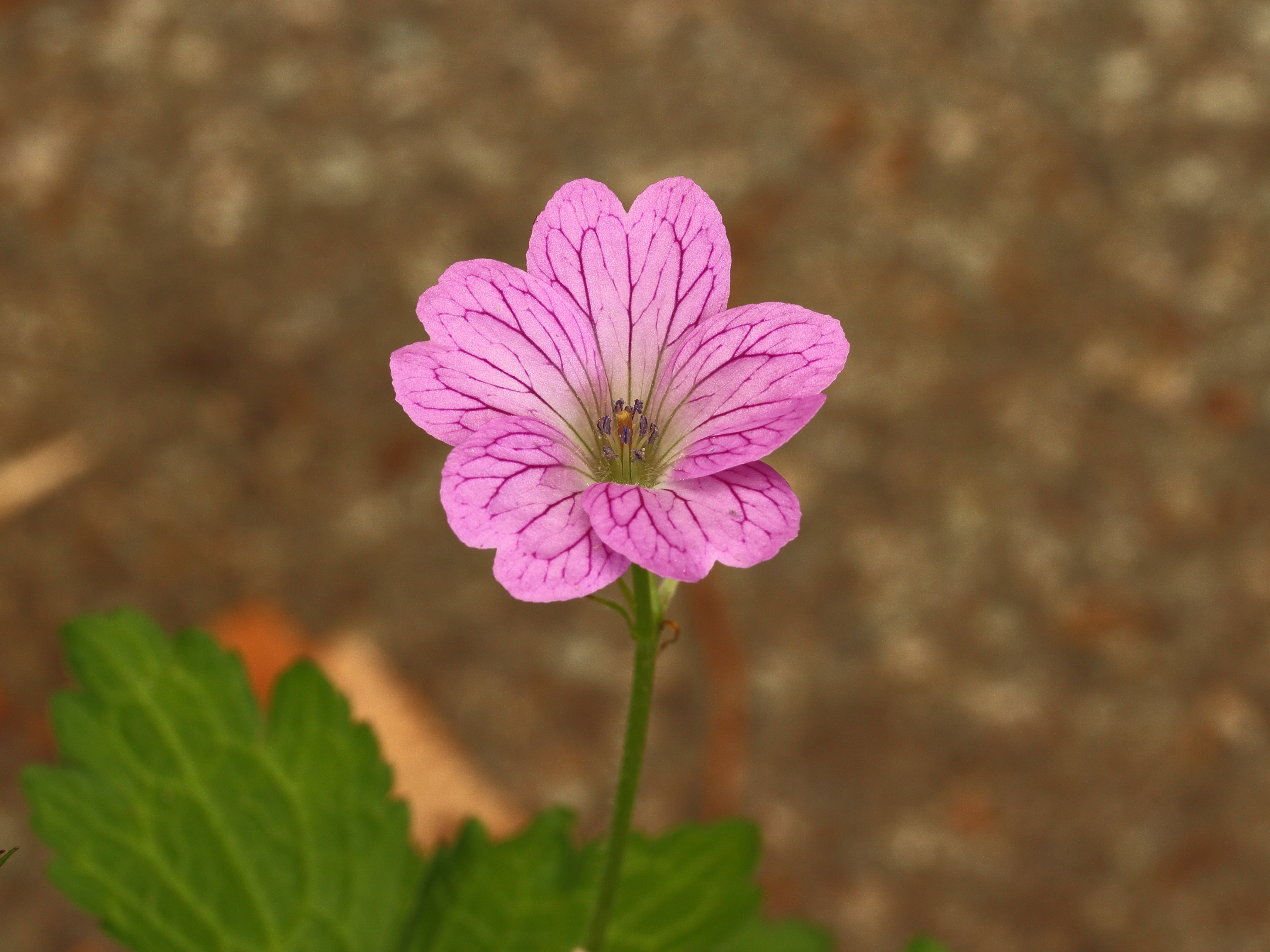 Geranium x oxonianum. Roze bloeiende tuingeranium