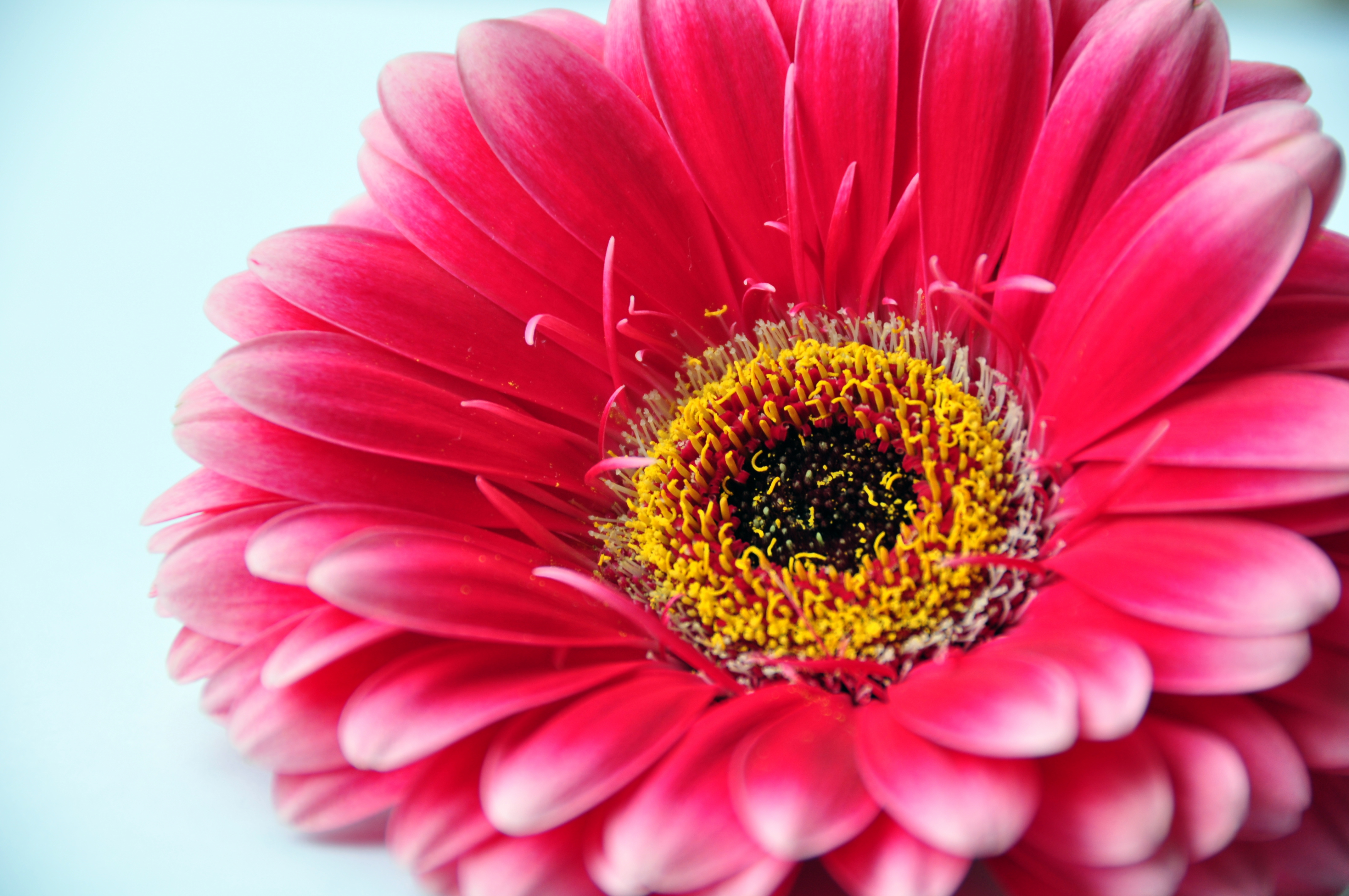 Gerbera (3668785654)
