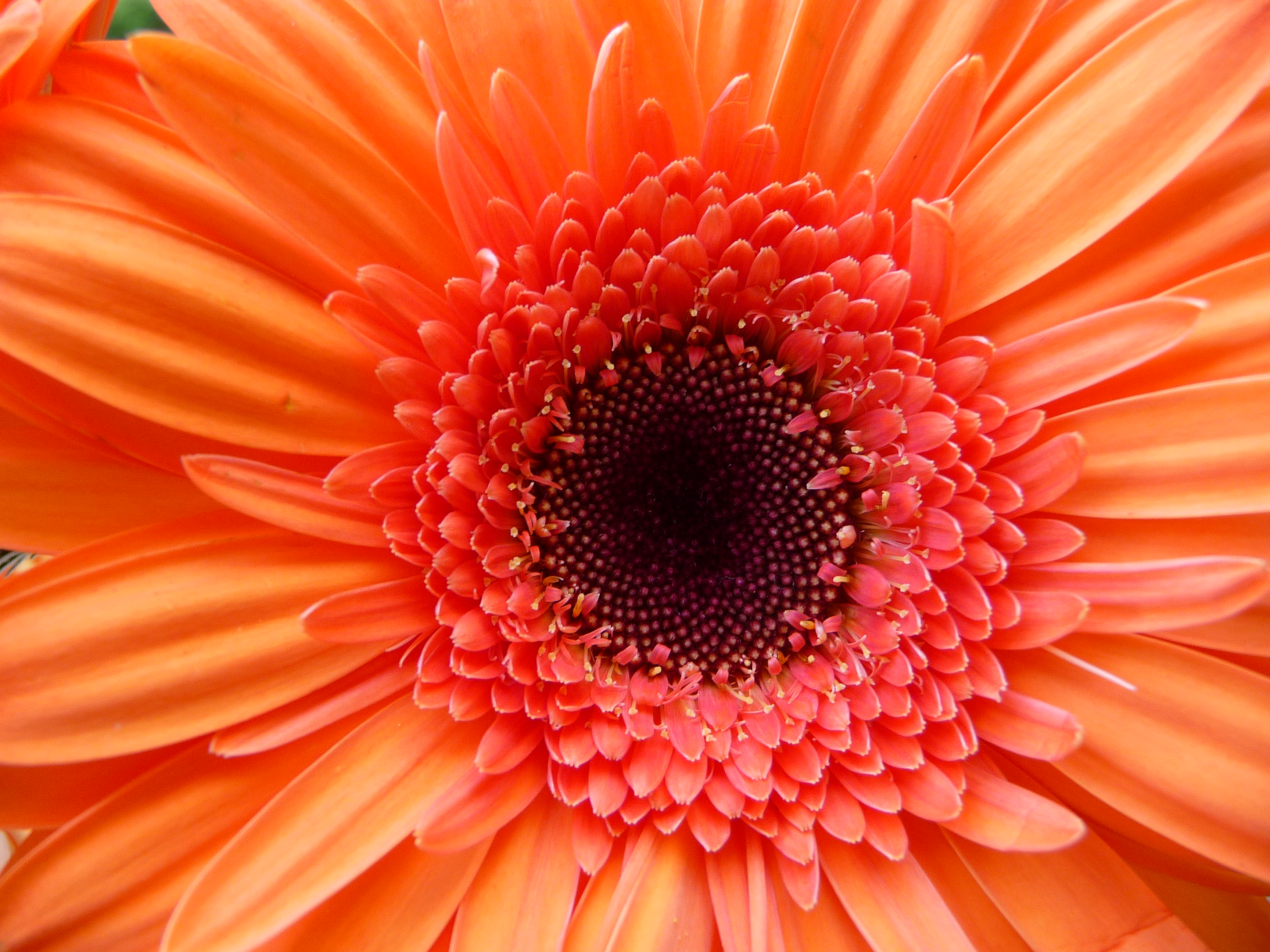 Gerbera orange Makro