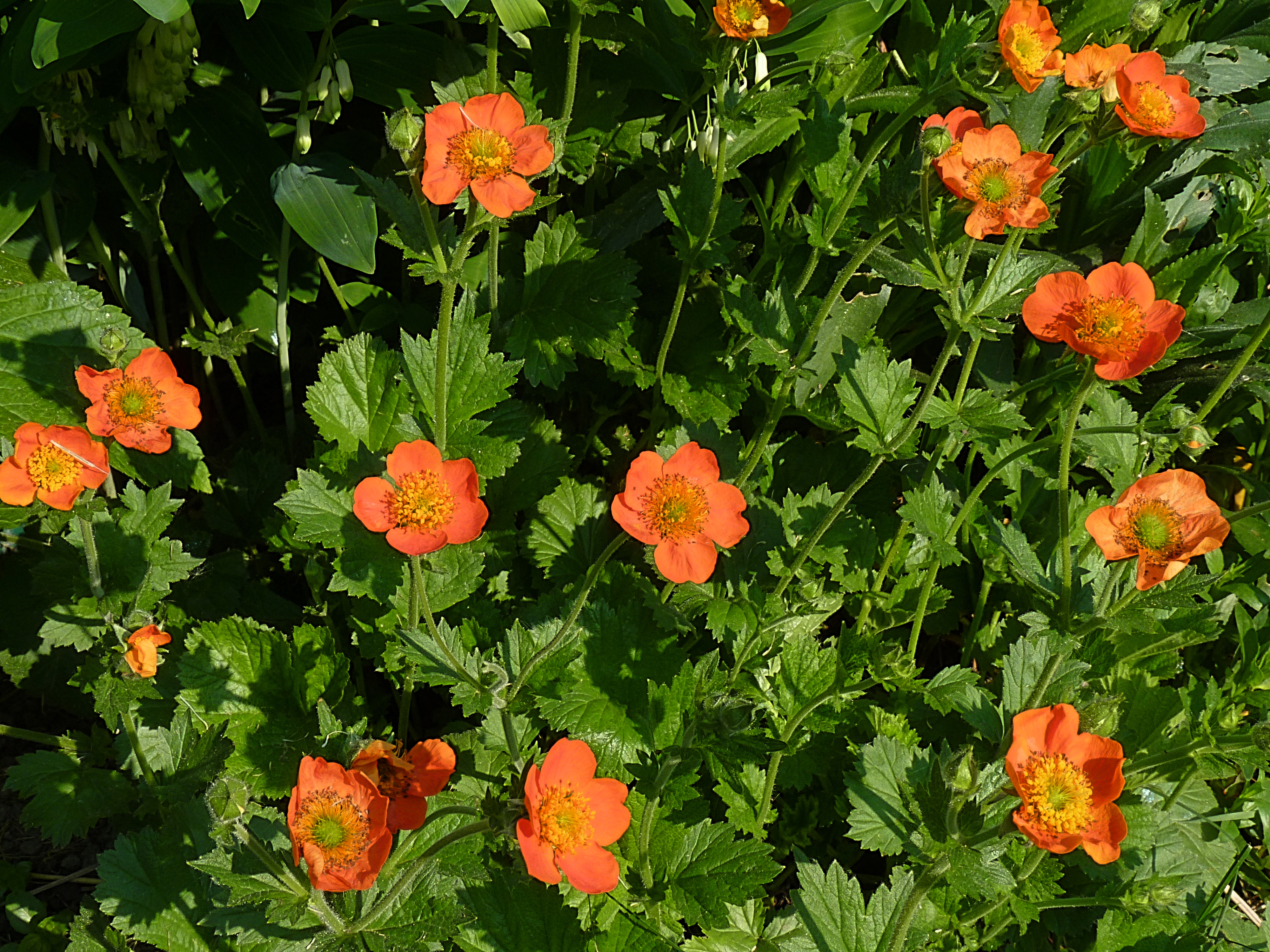 Geum coccineum 'Cooky' J1