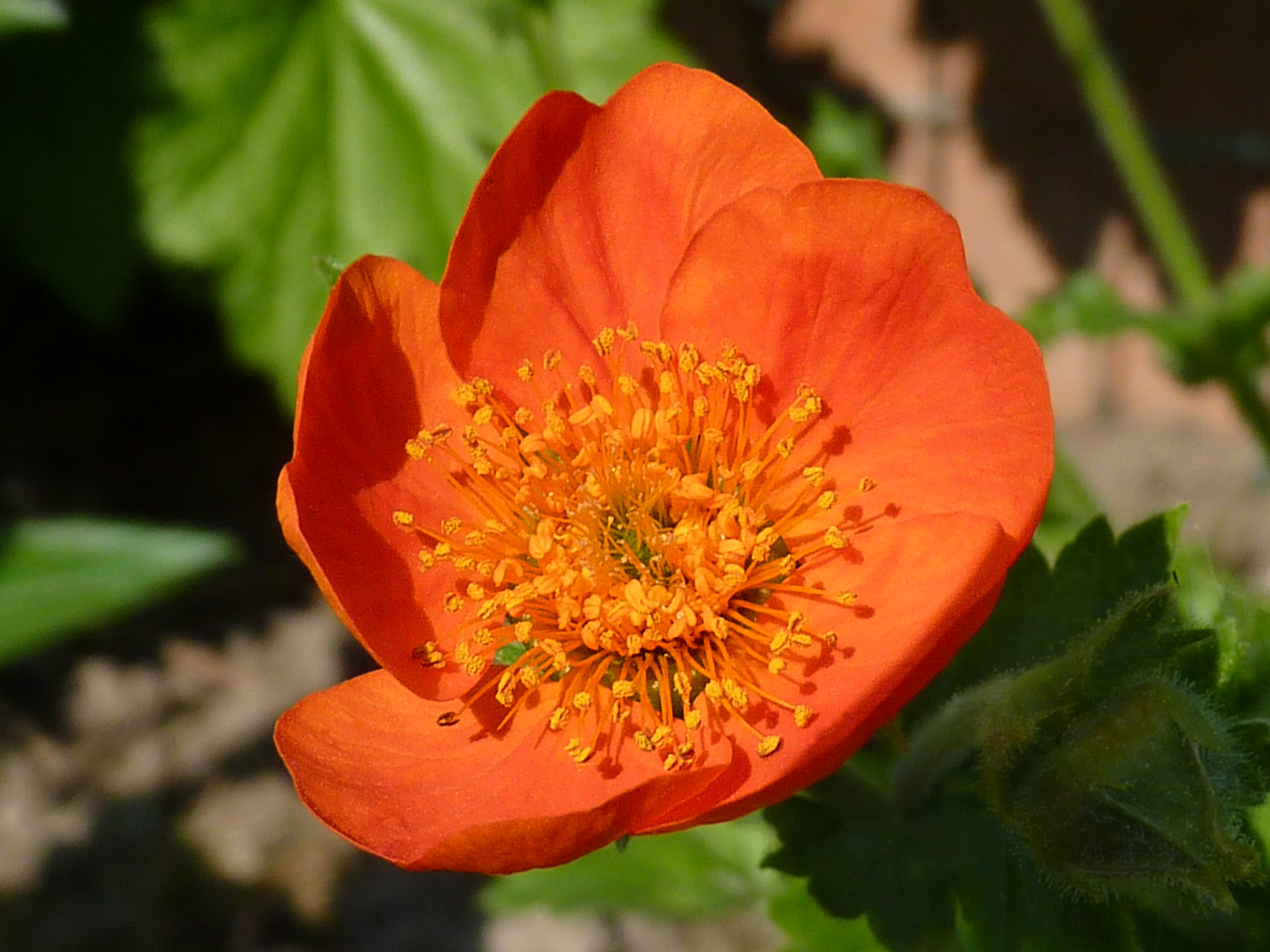 Geum coccineum 'Cooky' J2