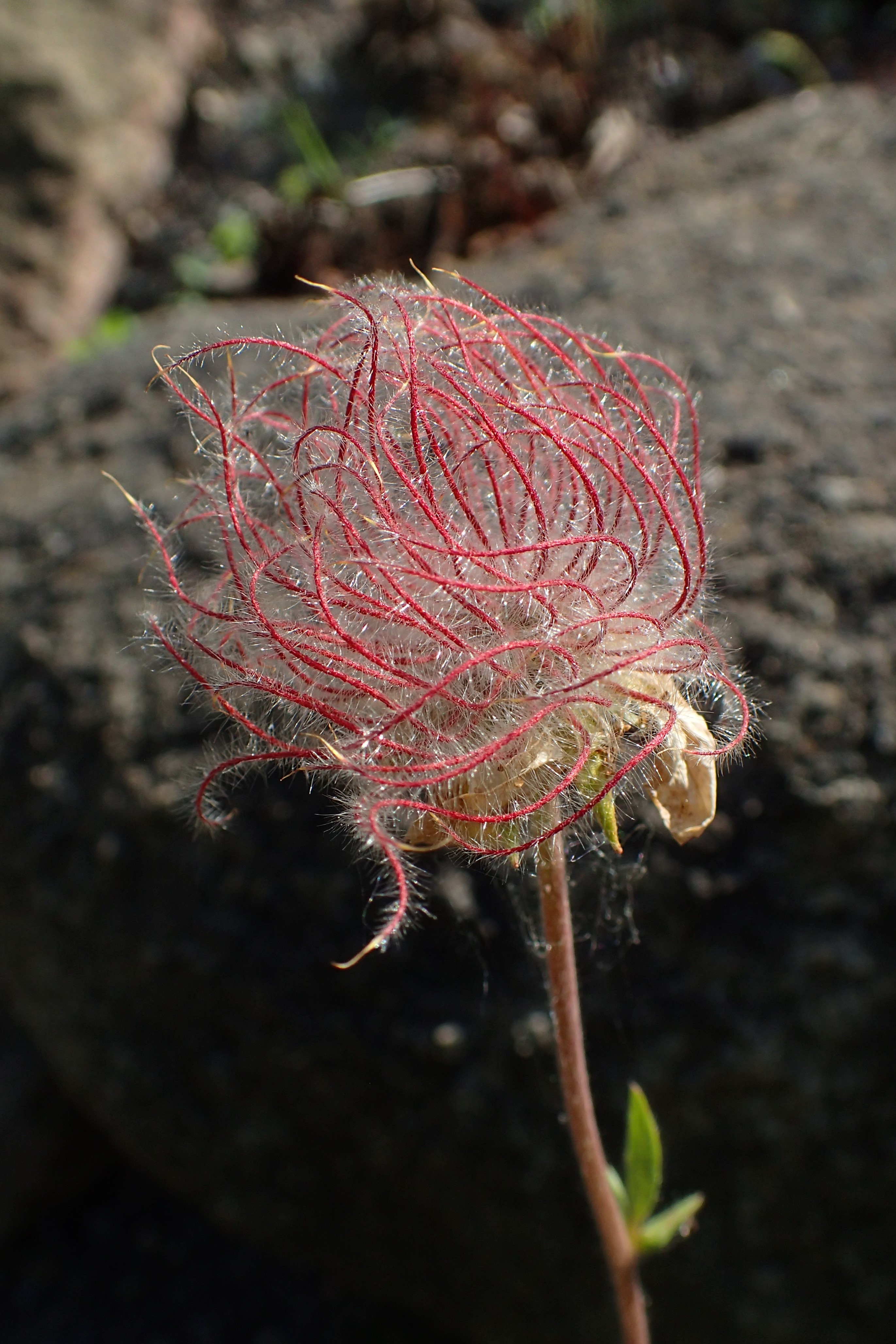 Geum montanum kz01