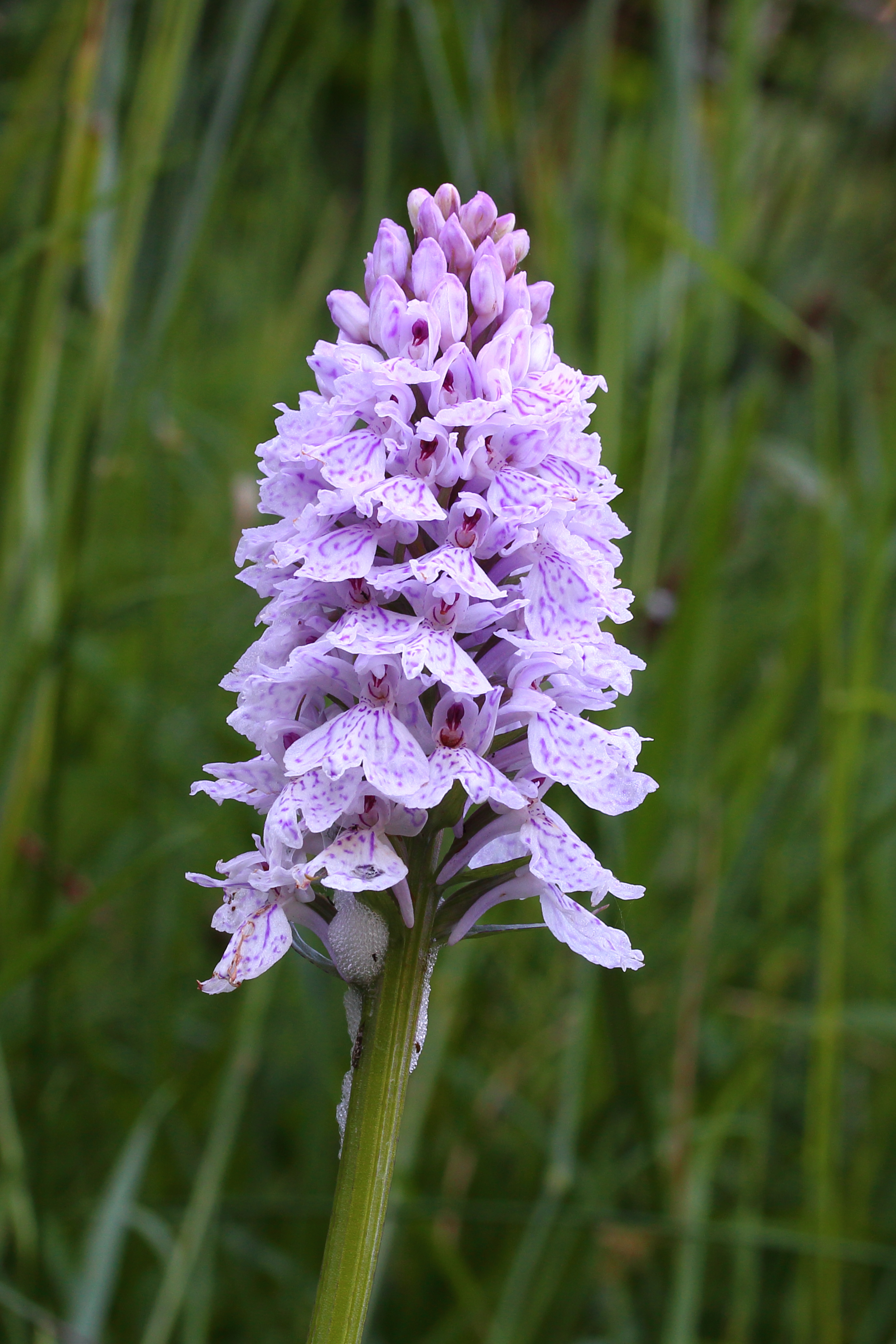Gevlekte orchis met schuimcicade 01