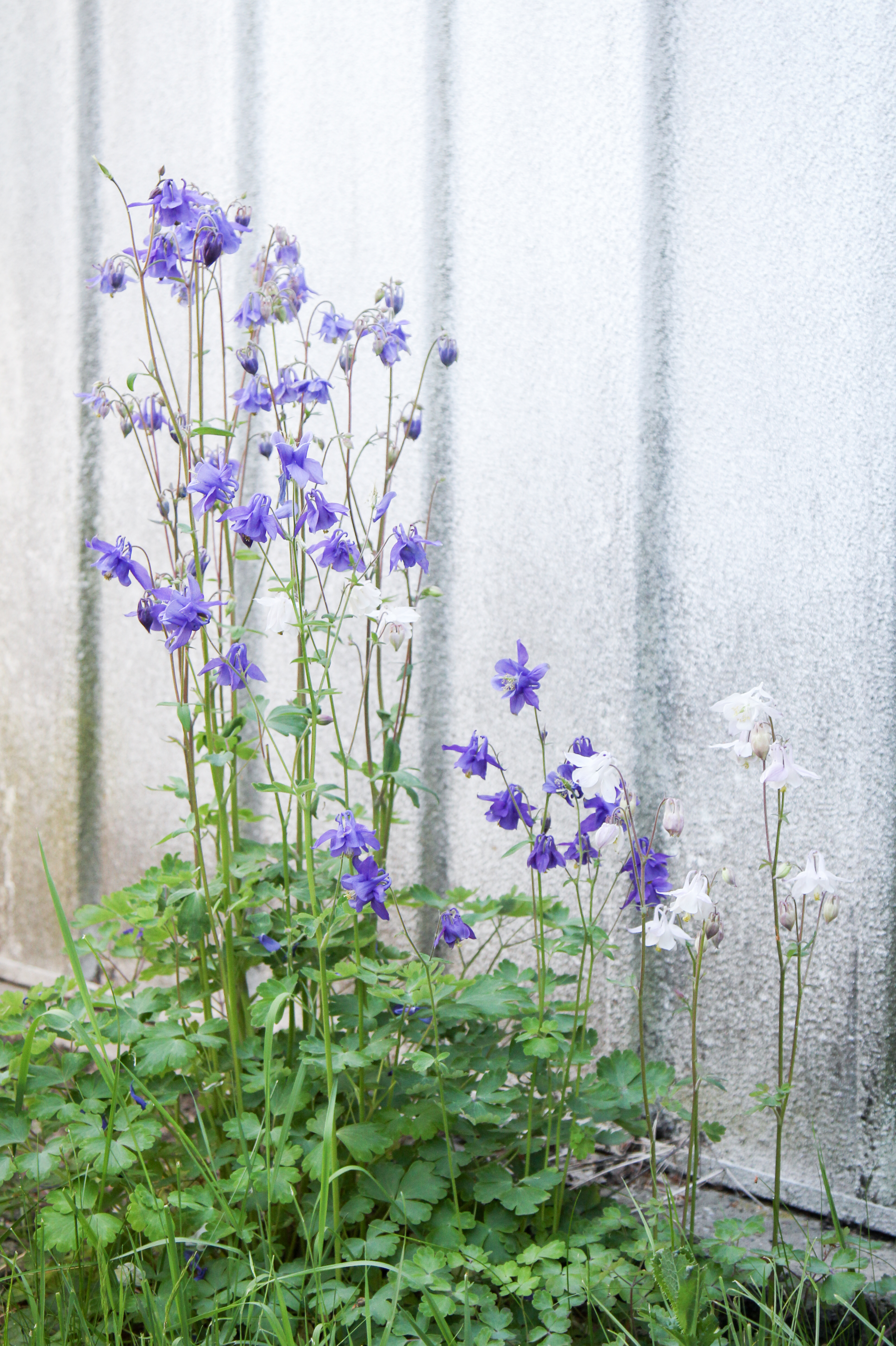 Gewöhnliche Akelei (Aquilegia vulgaris) (18753169806)